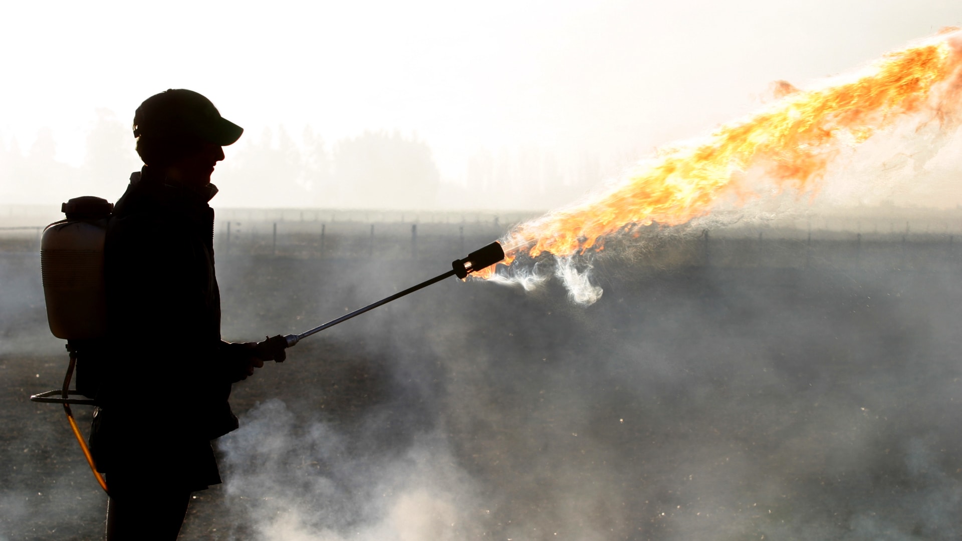 Elon Musk Sold 10 Million Worth Of Flamethrowers In Four Days Fast