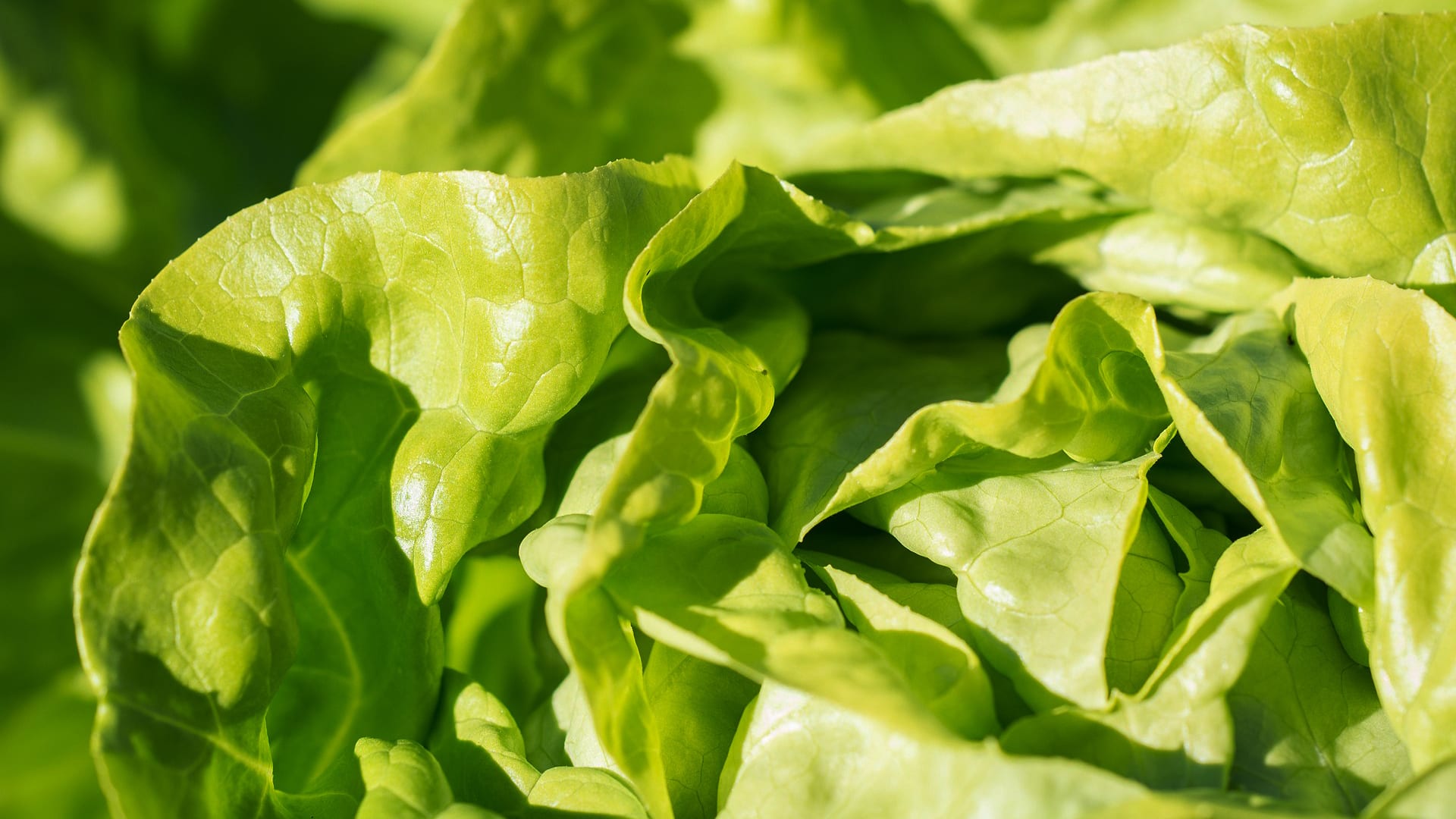 E. coli lettuce outbreak Here's what the CDC says to do right now