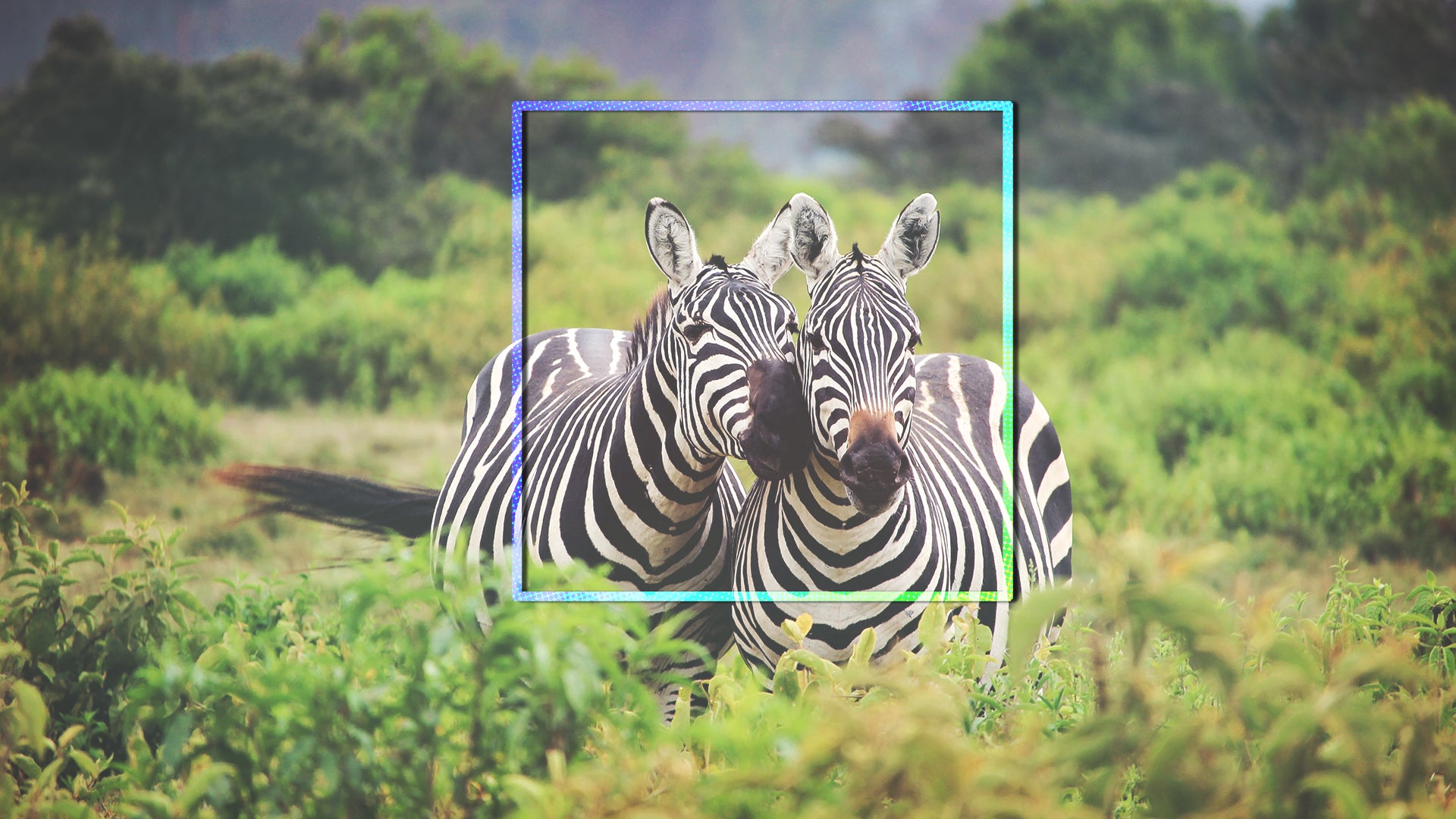The world's animals are getting their very own Facebook - Fast Company