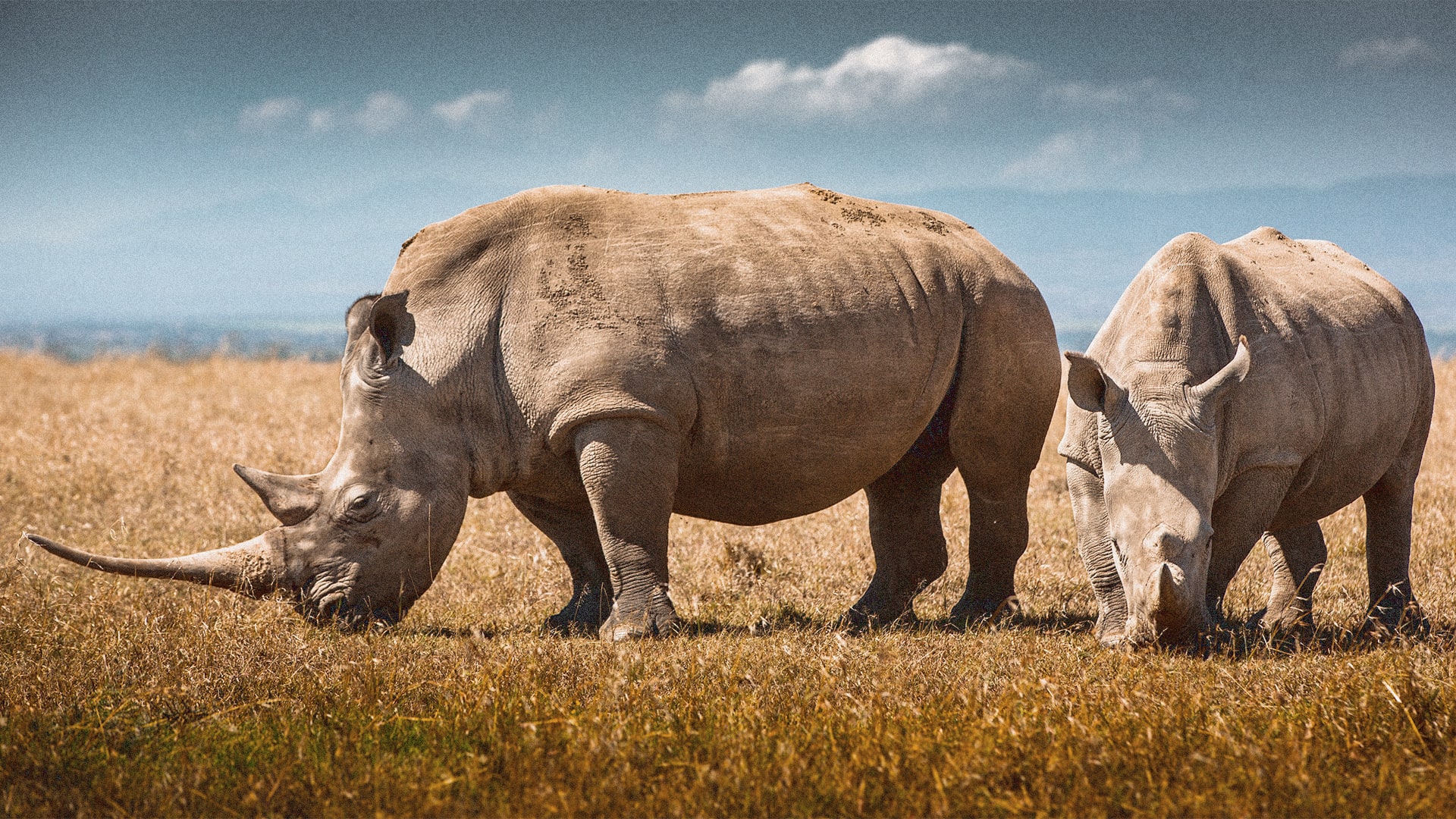 Synthetic rhino horns are supposed to disrupt poaching. Will they work ...