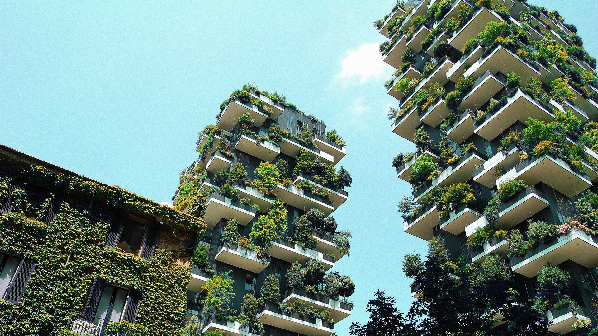 The best (and easiest) thing your city can do for itself? Plant more trees  - Fast Company