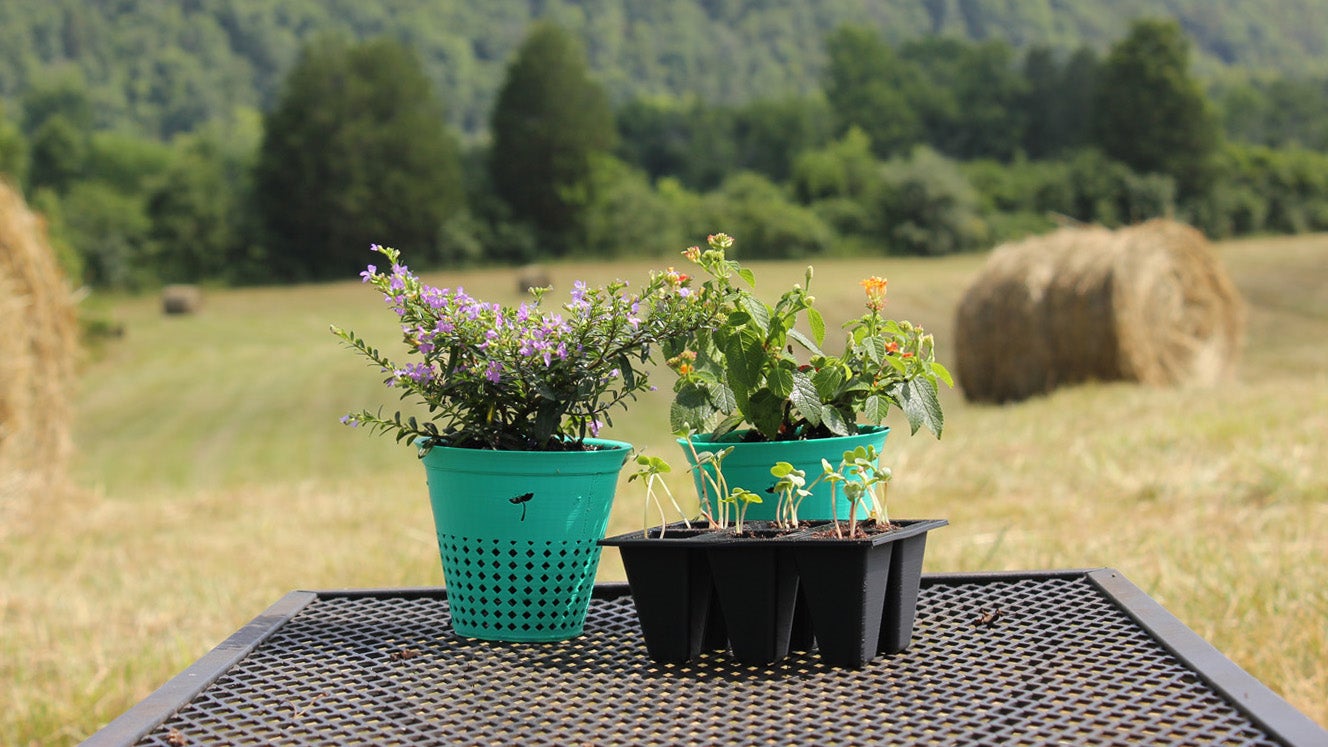 small cactus plant pots Cutest Little Mini Cactus Pack | Live Cactus Assorted Pack for Sale Online