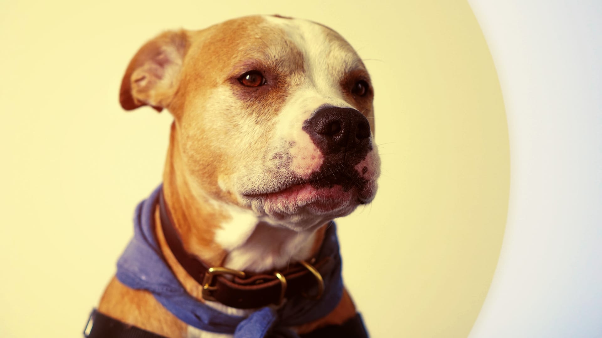 Delta's ban on pit bulls just got overturned by some dogloving feds