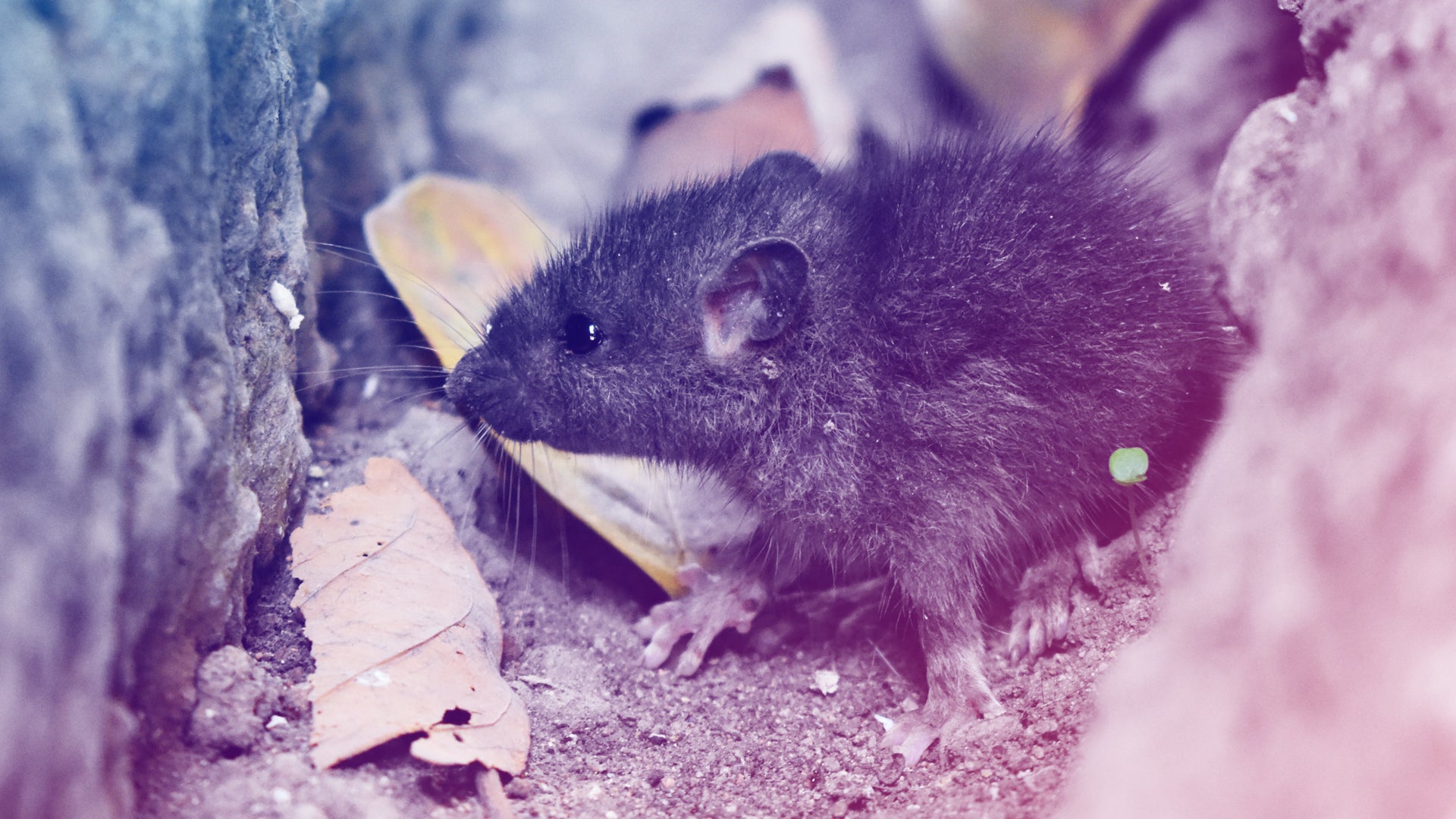 90 dead rats turn up in NYC to help showcase the next frontier in ...
