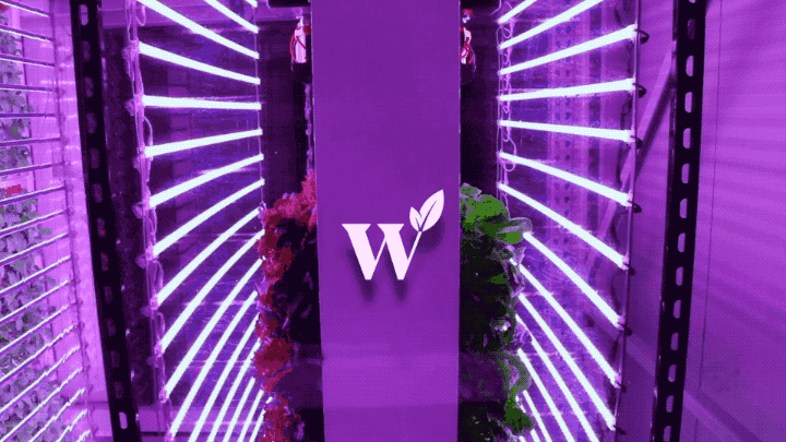 This vertical farm lets you subscribe to your own plot of indoor-grown greens