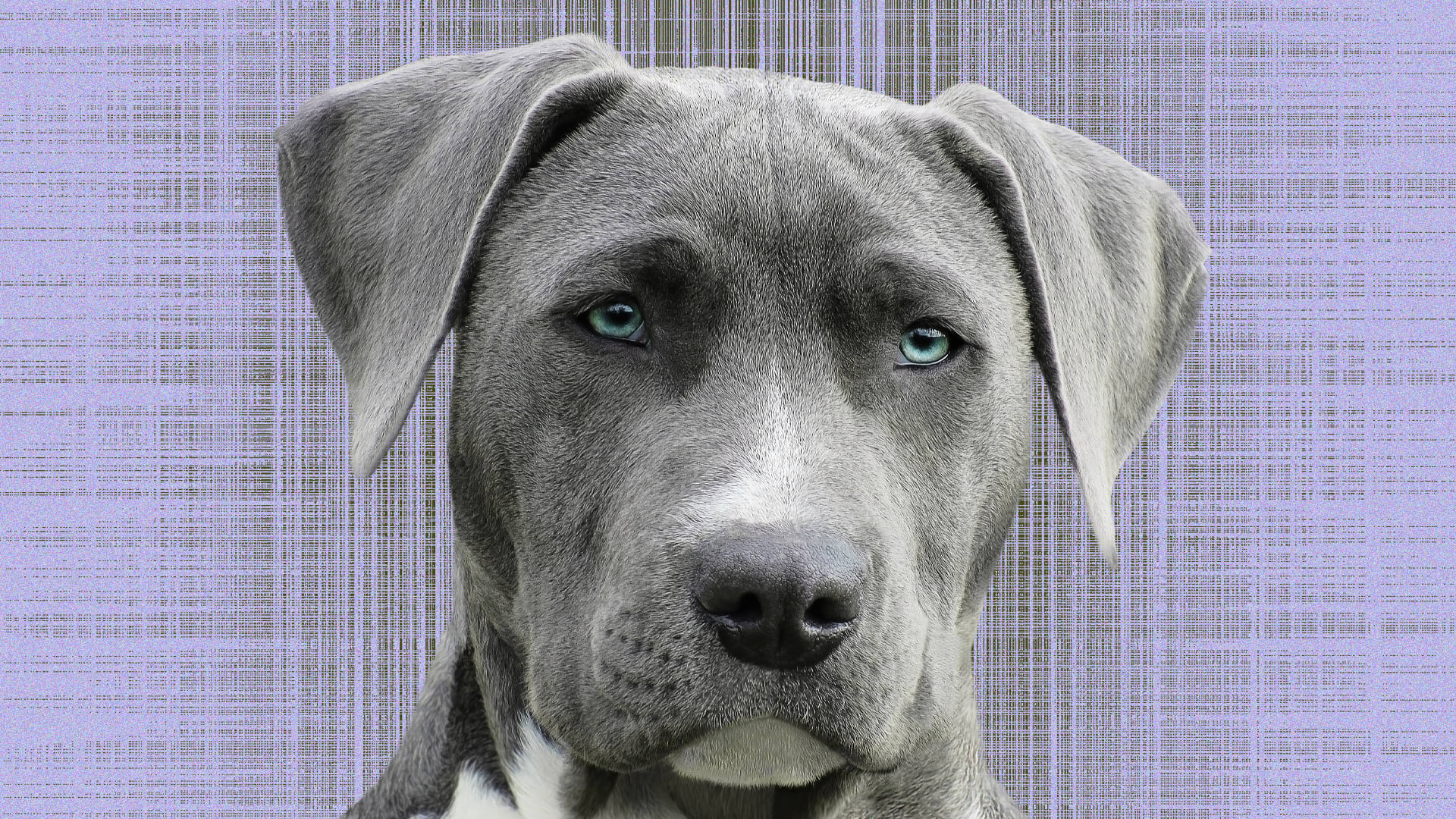 This is how old your dog really is in human years, and it's not age