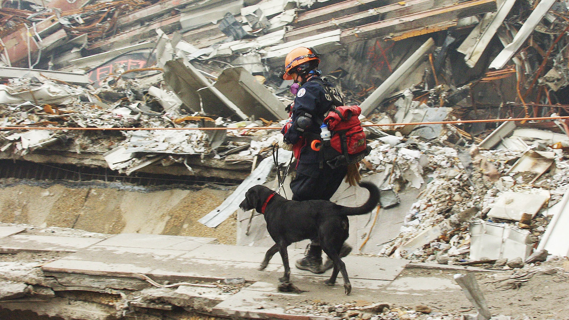 UPenn releases surprising report on 9/11 rescue dogs and their causes ...
