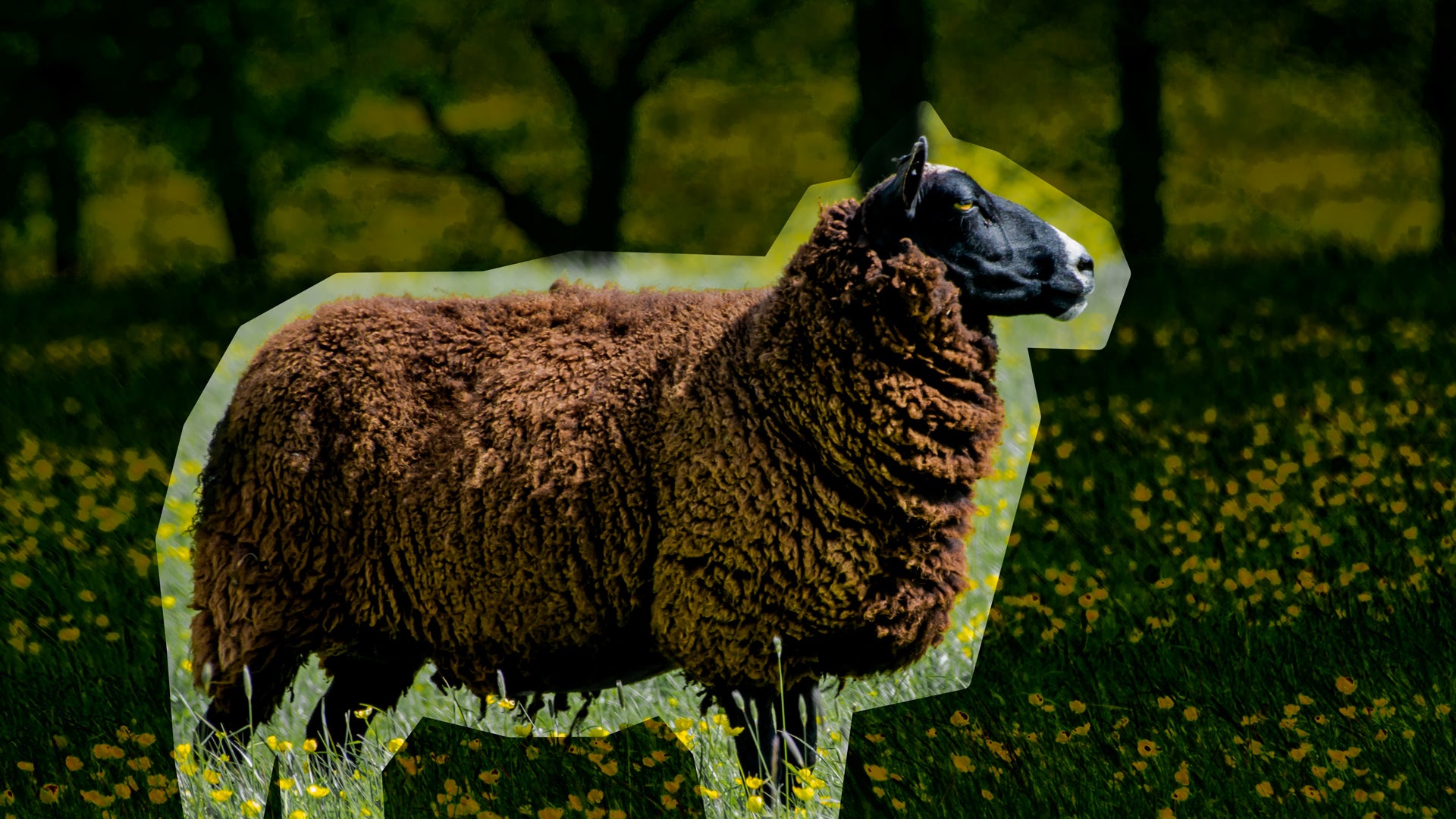 How to identify your 'black sheep values' - Fast Company