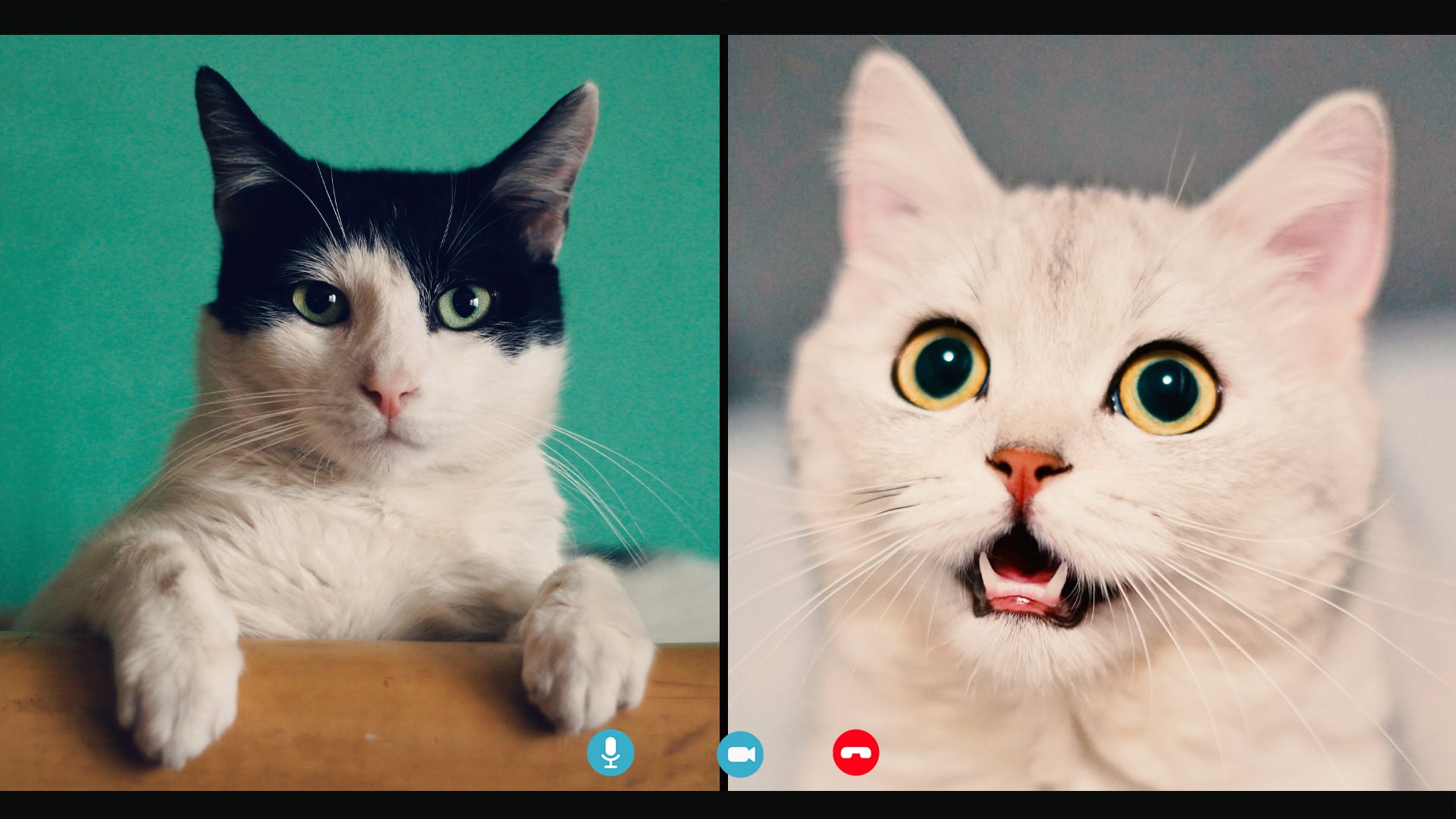 Still can't find that lawyer's viral cat filter for Zoom? Here's why