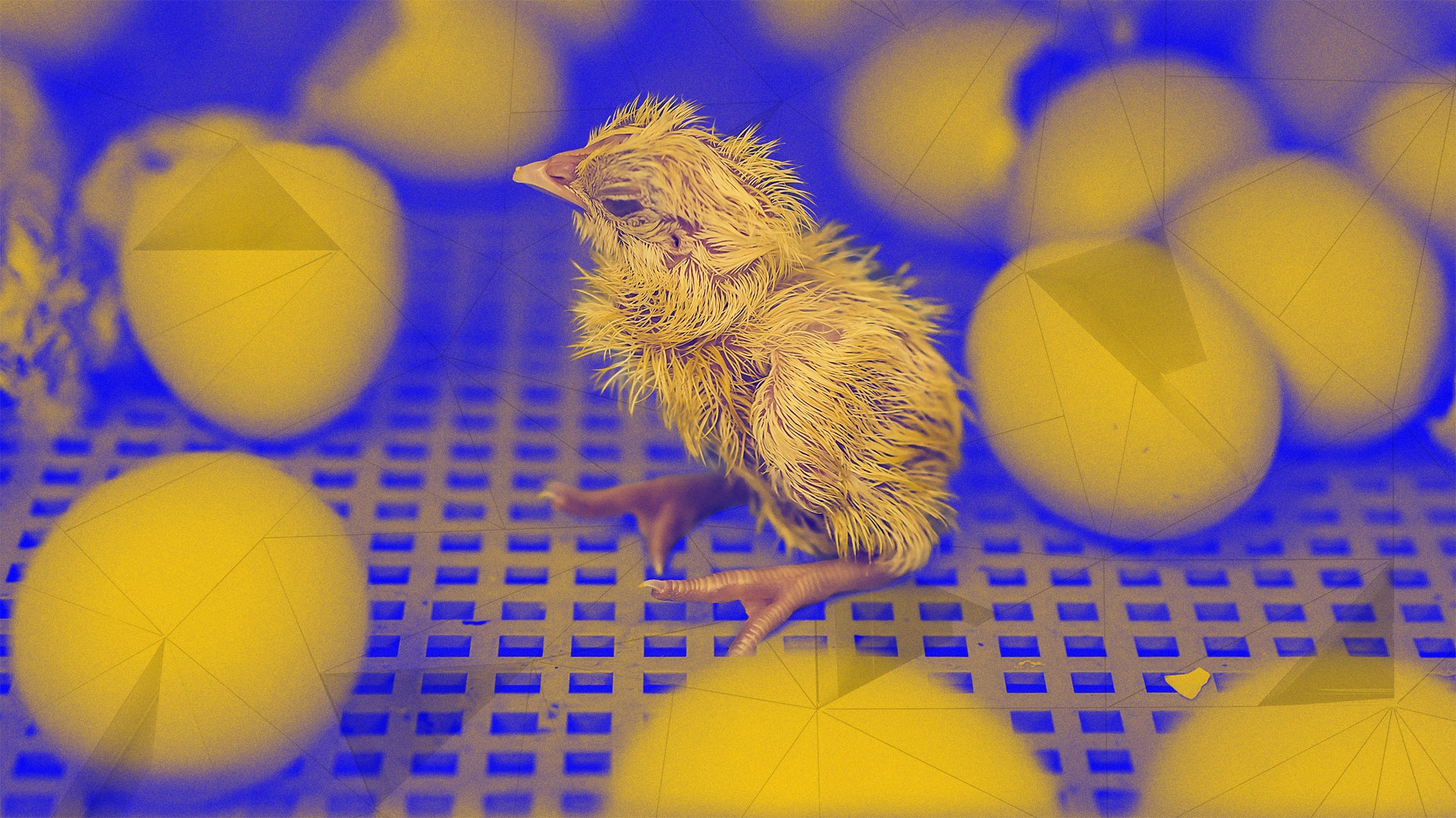 This genetic tech could help save billions of baby chickens from ...