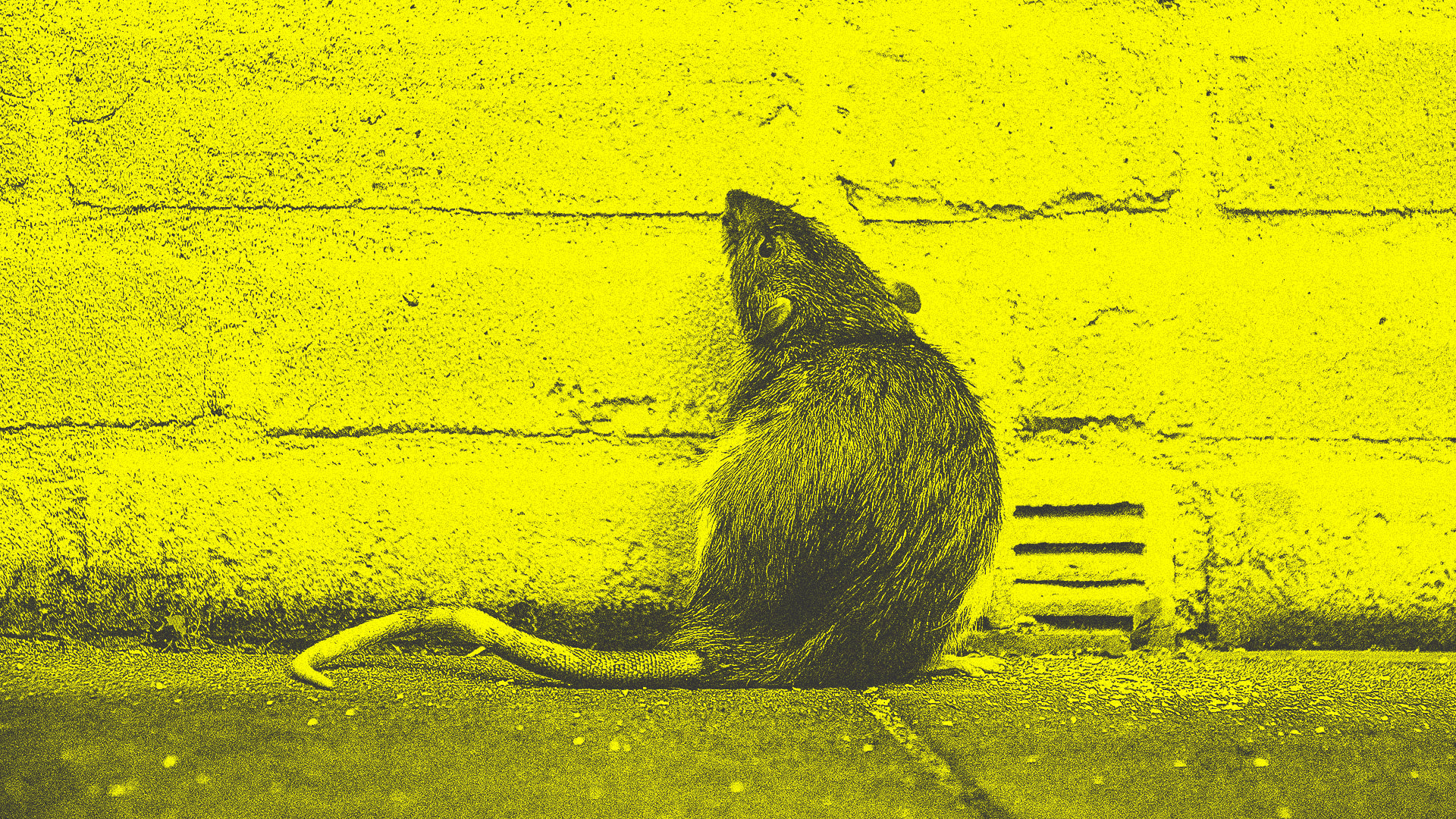 Nothing to see here. Just city rats getting bigger and bigger Fast