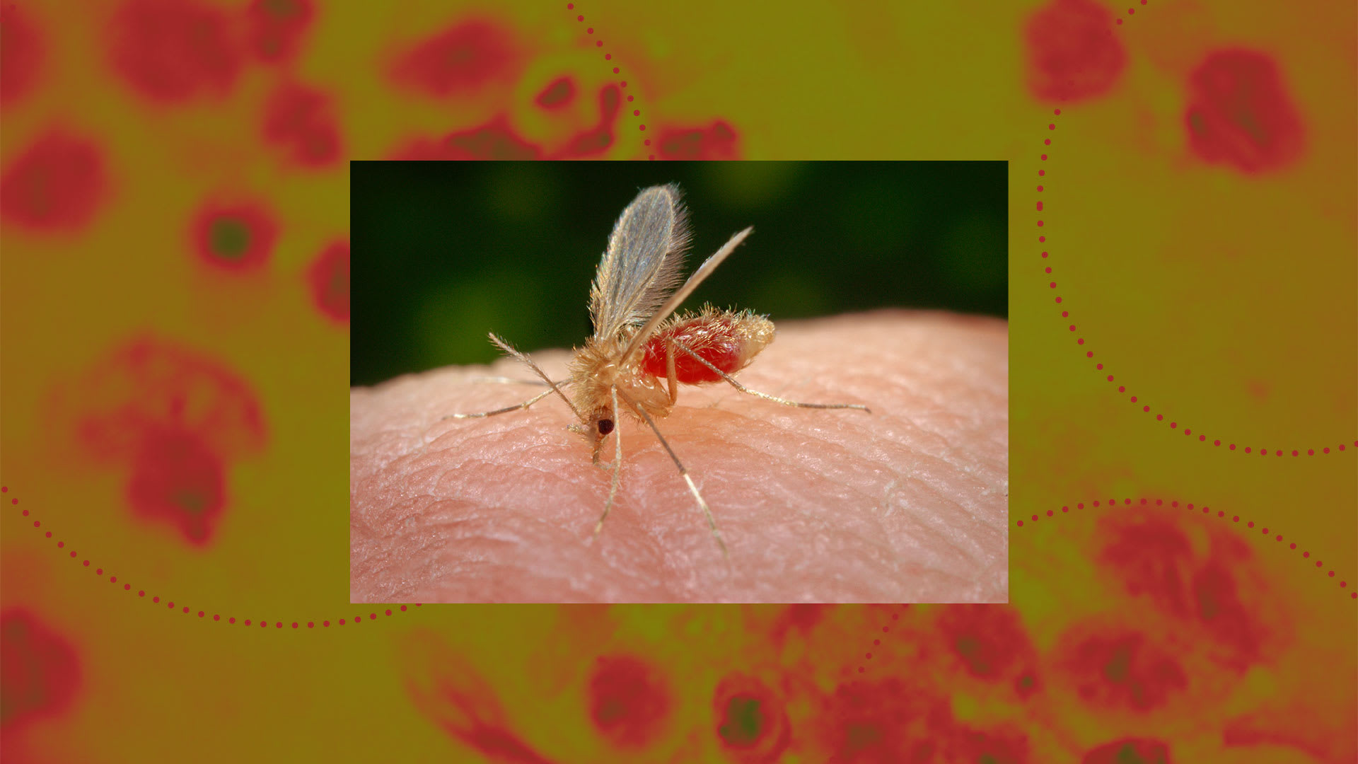 sand-fly-bites-symptoms-delayed-reaction-as-cdc-warns-of-parasite