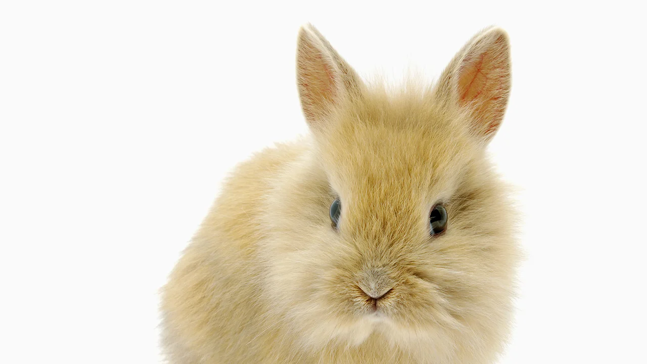 An Enterprising Young Rabbit Entrepreneur Rises To The Top Of An ...