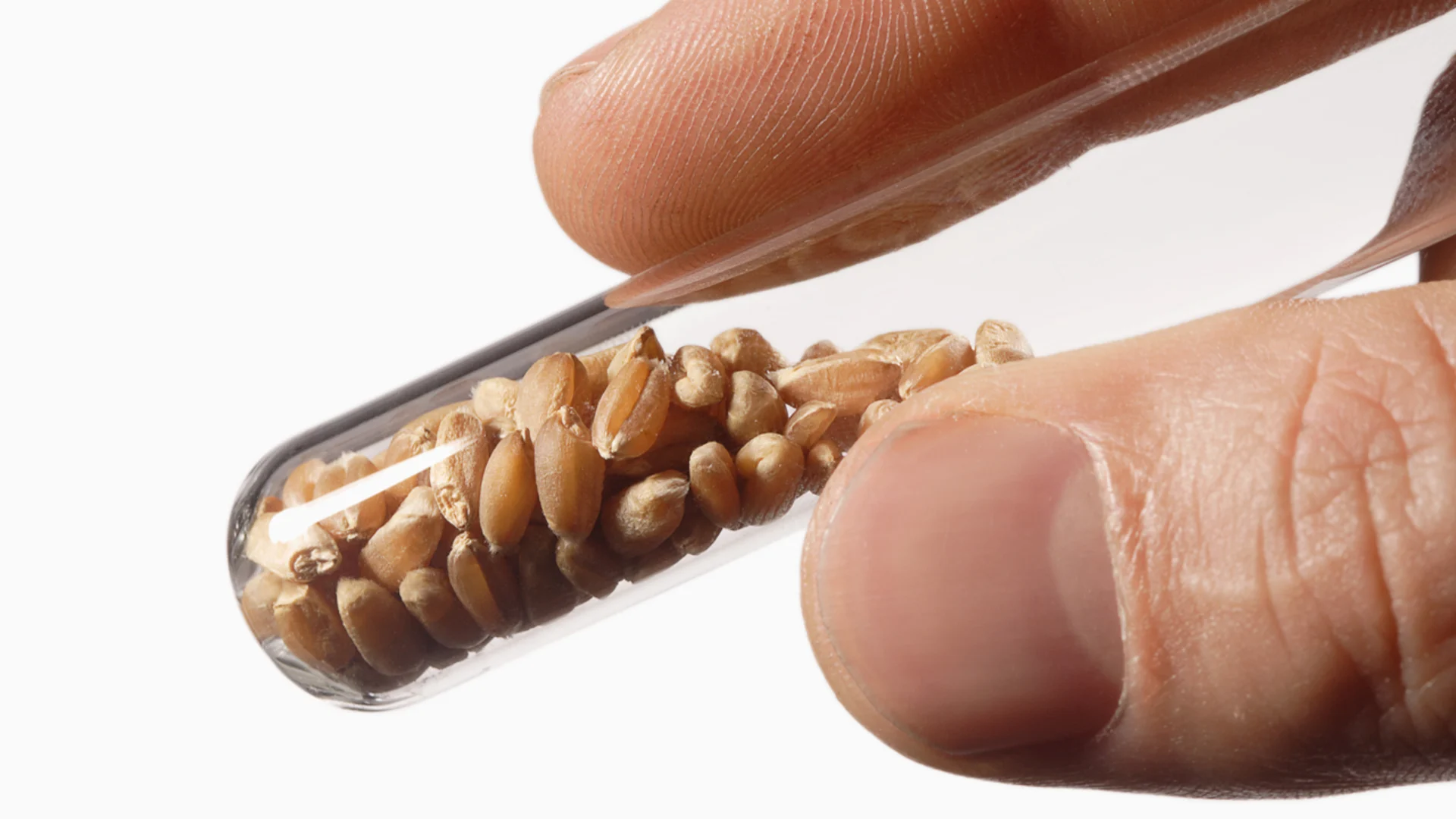 Пшеница в пробирке. Гмо пшеница. Семена в пробирке. Опыт прорастания семян пшеницы. Фото растений пшеницы в пробирке.