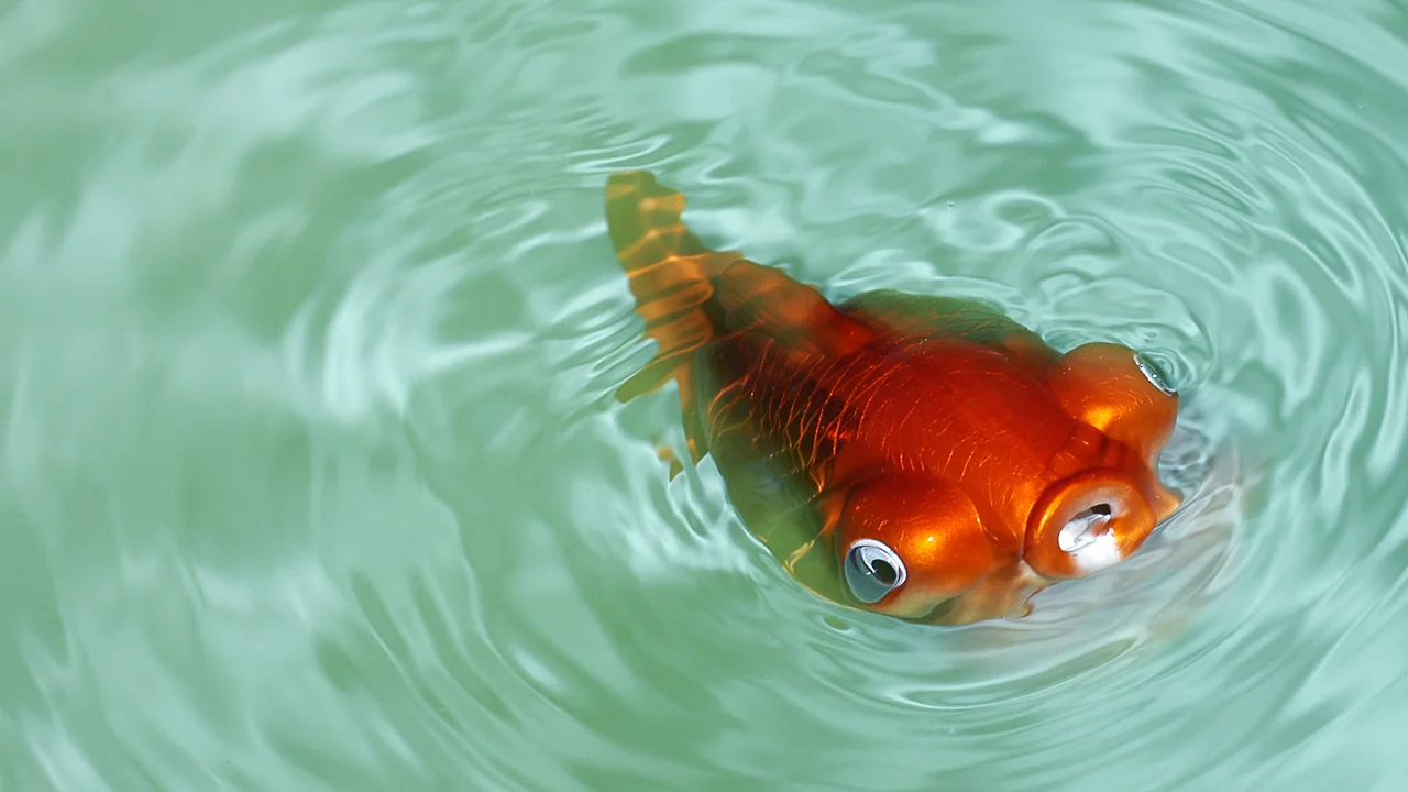 A Robotic Fish To Lead Its Flesh And Blood Friends To Safety - Fast Company