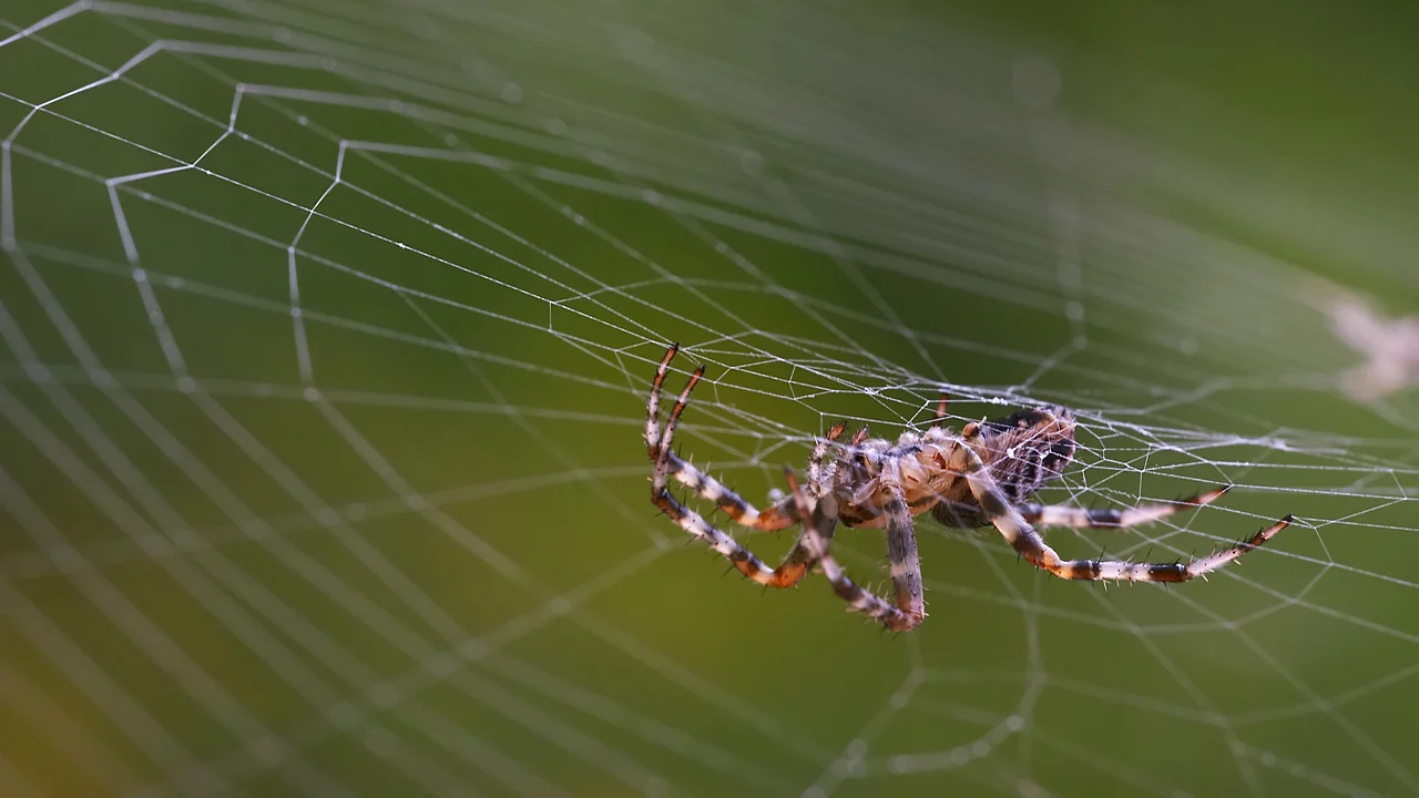 Why You Might Have A Computer Filled With Spider Webs - Fast Company
