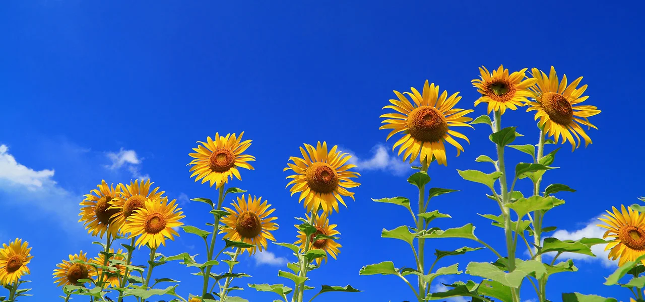 Sunflowers Inspire A New Innovation In Solar Power - Fast Company