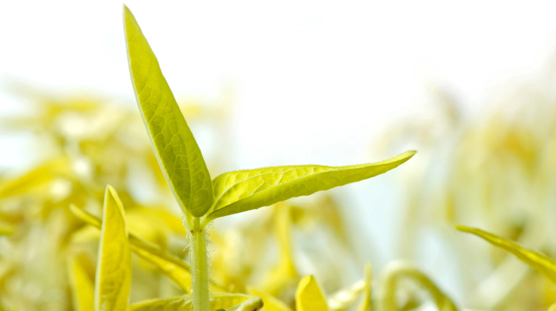 How Farm-To-Table Restaurant Chain Tender Greens Sprouts 