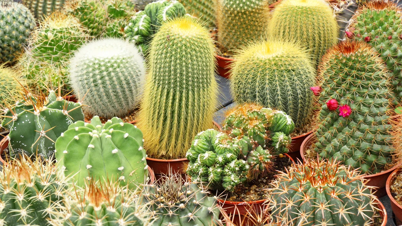 An Oil Spill Clean Up Device Inspired By A Cactus - Fast Company