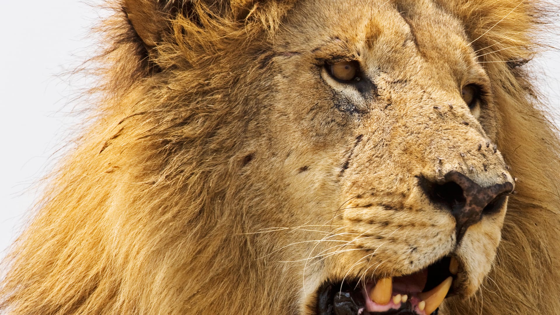 Nat Geo - Fast Company