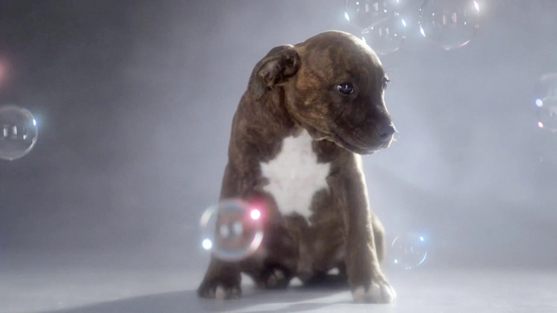 Watch These Cute Puppies For One Minute And Raise Money For Other Cute  Puppies - Fast Company, image size:1920x1080