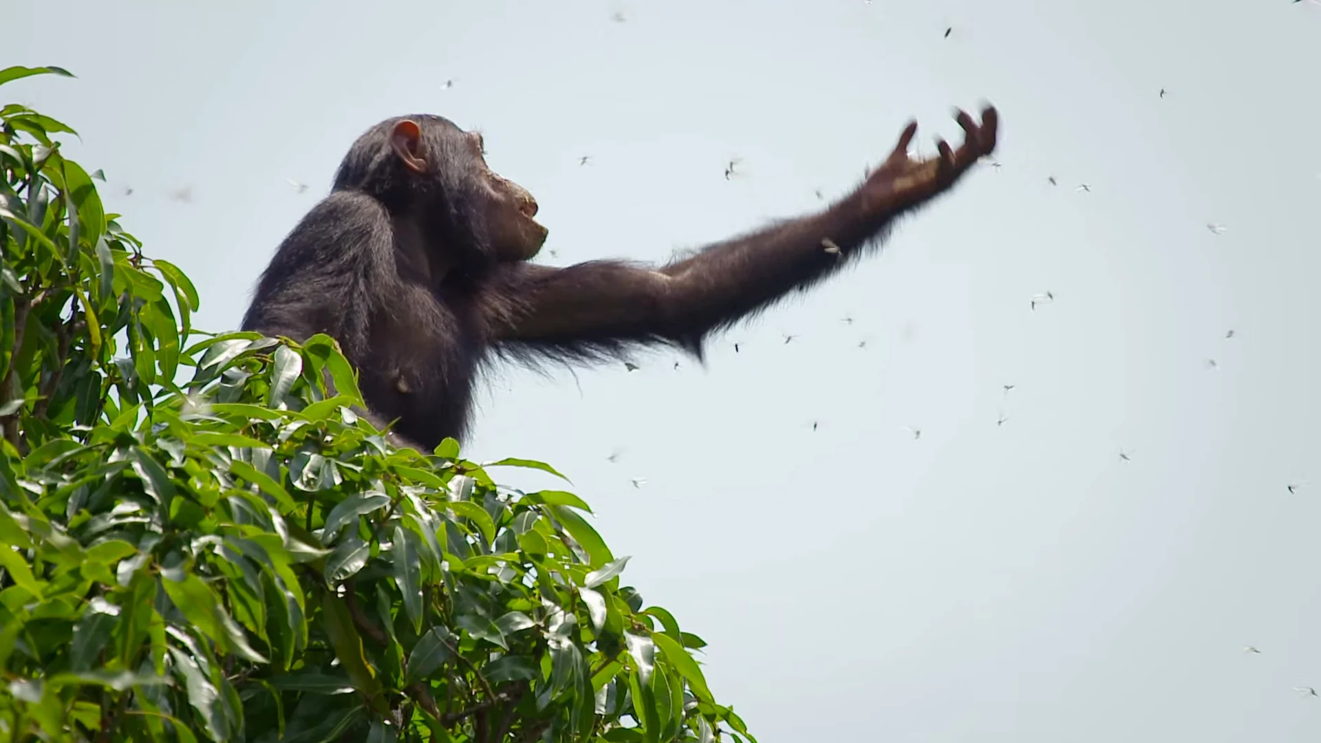 Follow In The Footsteps Of Jane Goodall: Discover Her Legacy