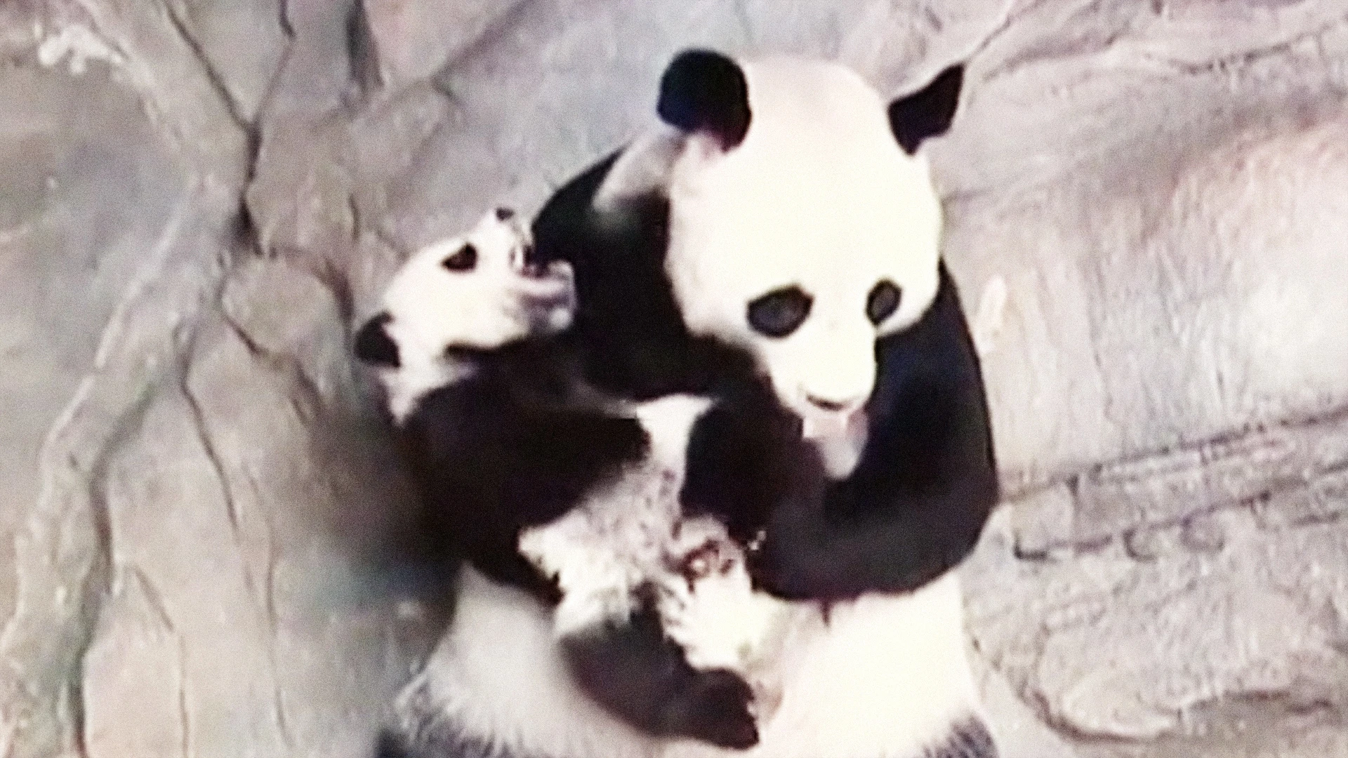 Watch The World's Only Surviving Panda Triplets Hug It Out With Their