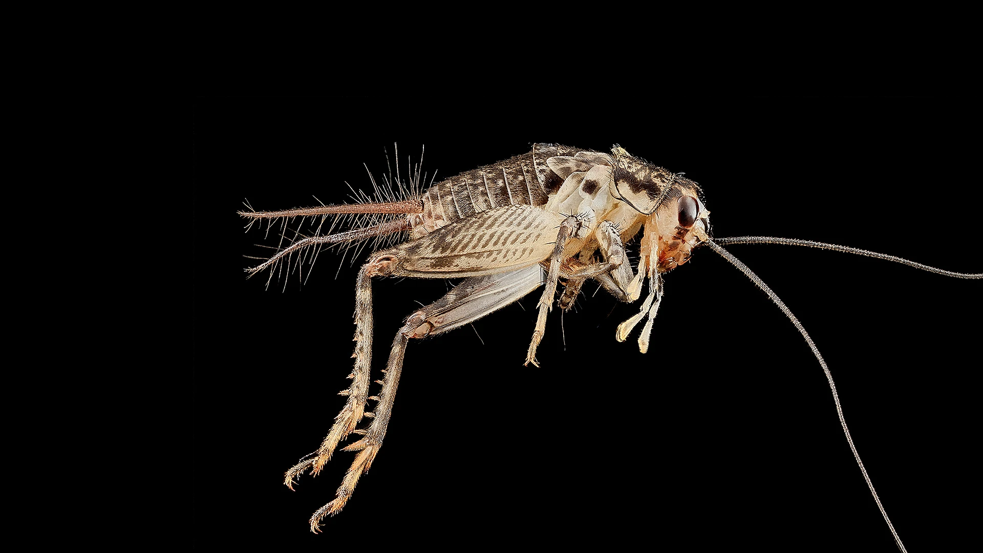 This Startup Is Building A Model For The First High-Tech Cricket Farm