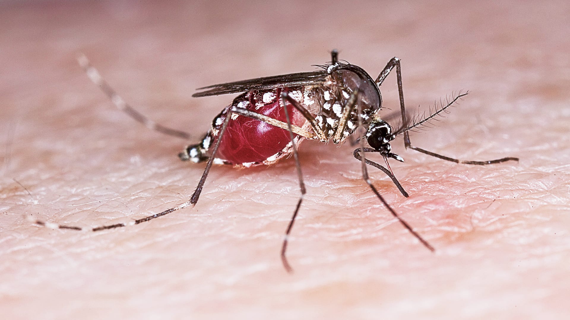 Can An Army Of Genetically Engineered Mosquitoes Stop Dengue Fever?