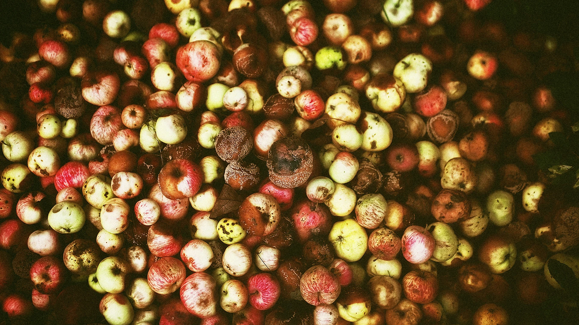 Kids Are Tossing Their Government-Mandated Fruit Straight In The Trash