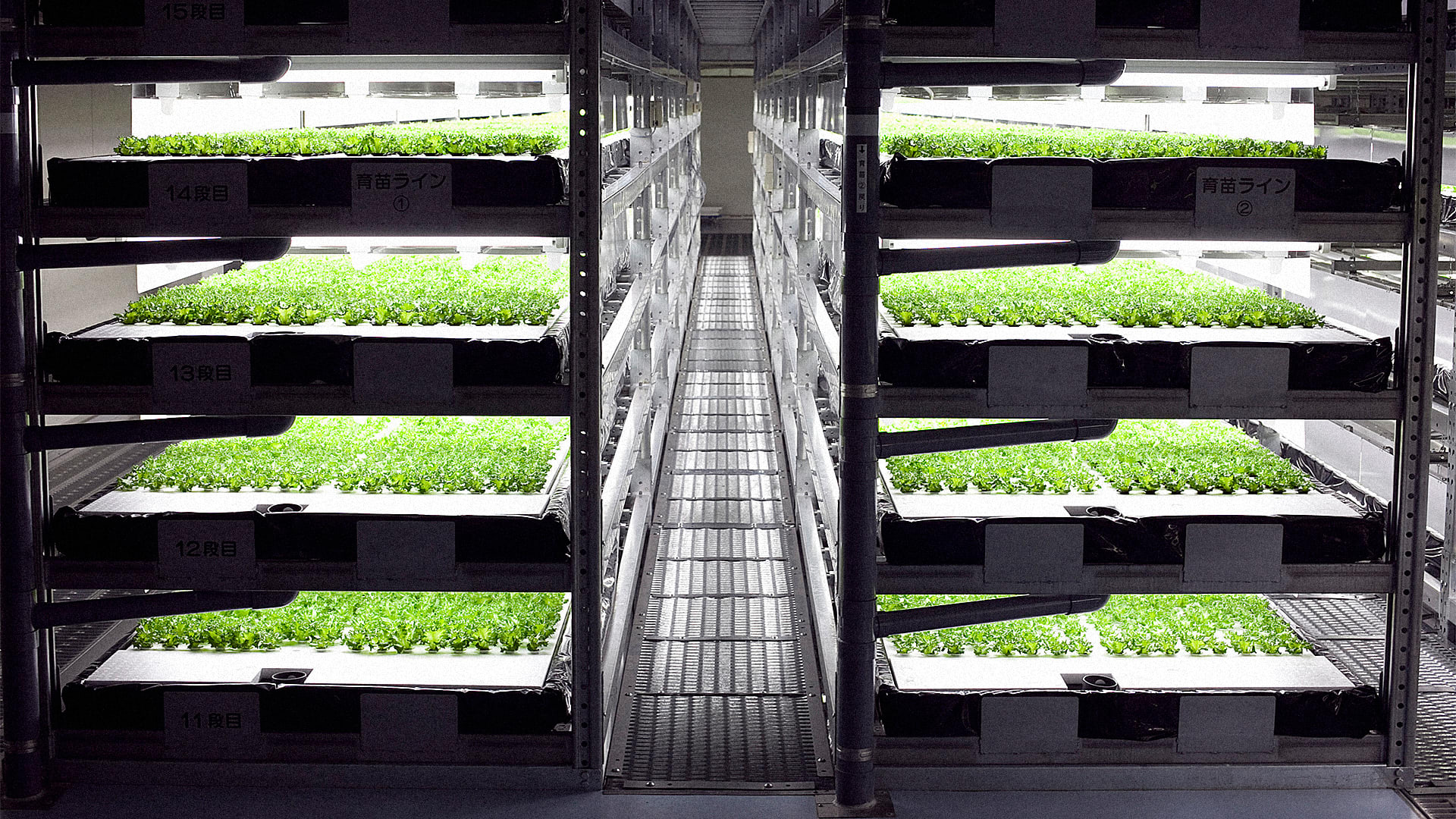 This Robot-Run Indoor Farm Can Grow 10 Million Heads Of Lettuce A Year