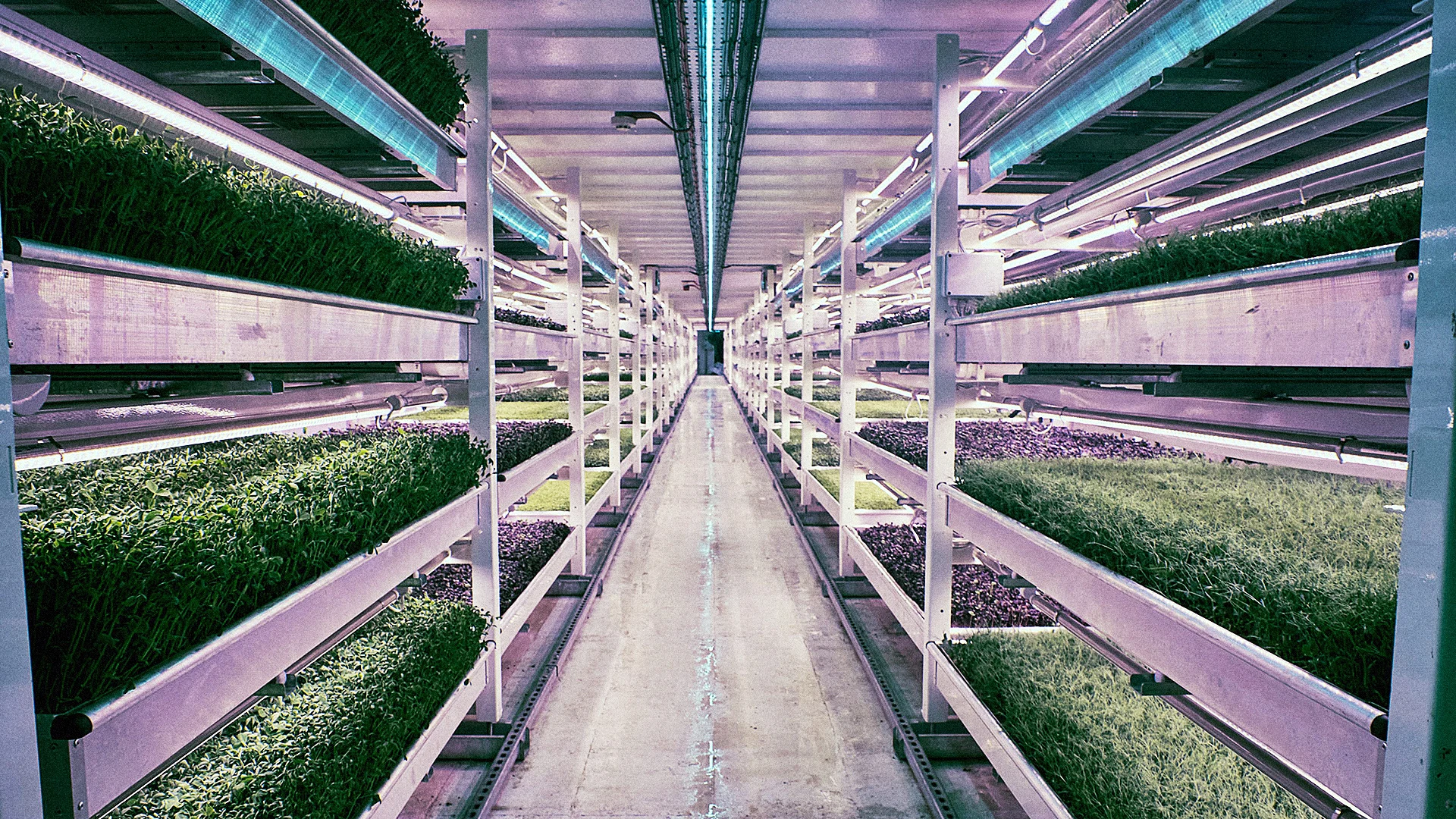 This London Underground Farm Grows Salad In A WWII Bomb Shelter