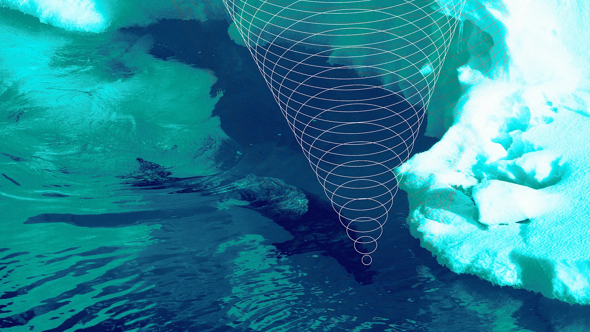 Seal tags allow scientists to track ocean currents and climate change ...