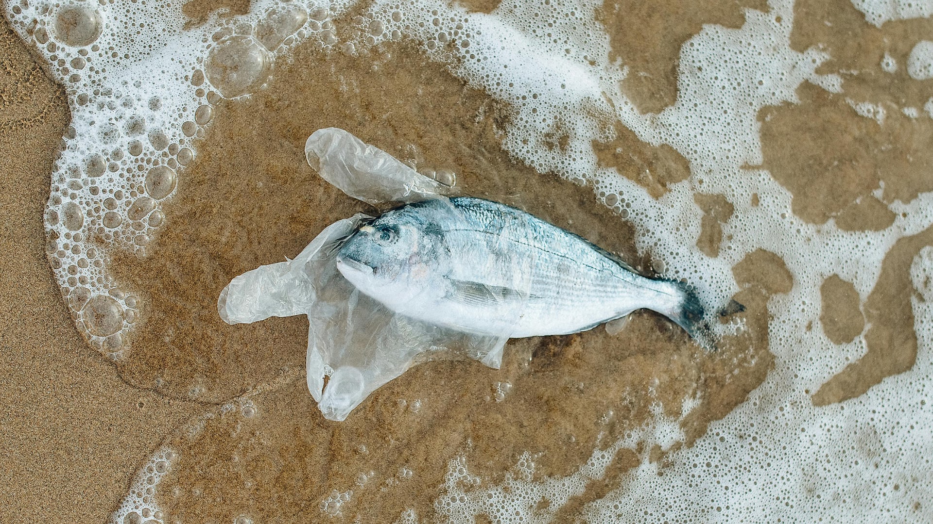 Ocean Microbes Can't Break Down Plastics, New Research Shows - Fast Company