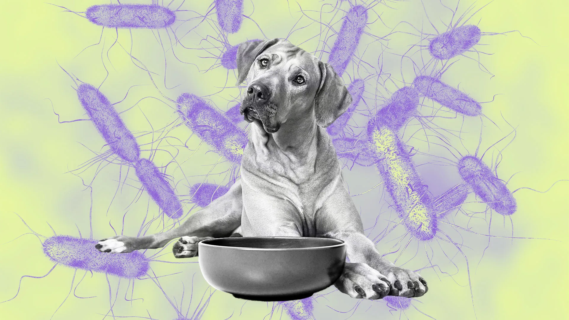 Dog Food Recall Salmonella Listeria