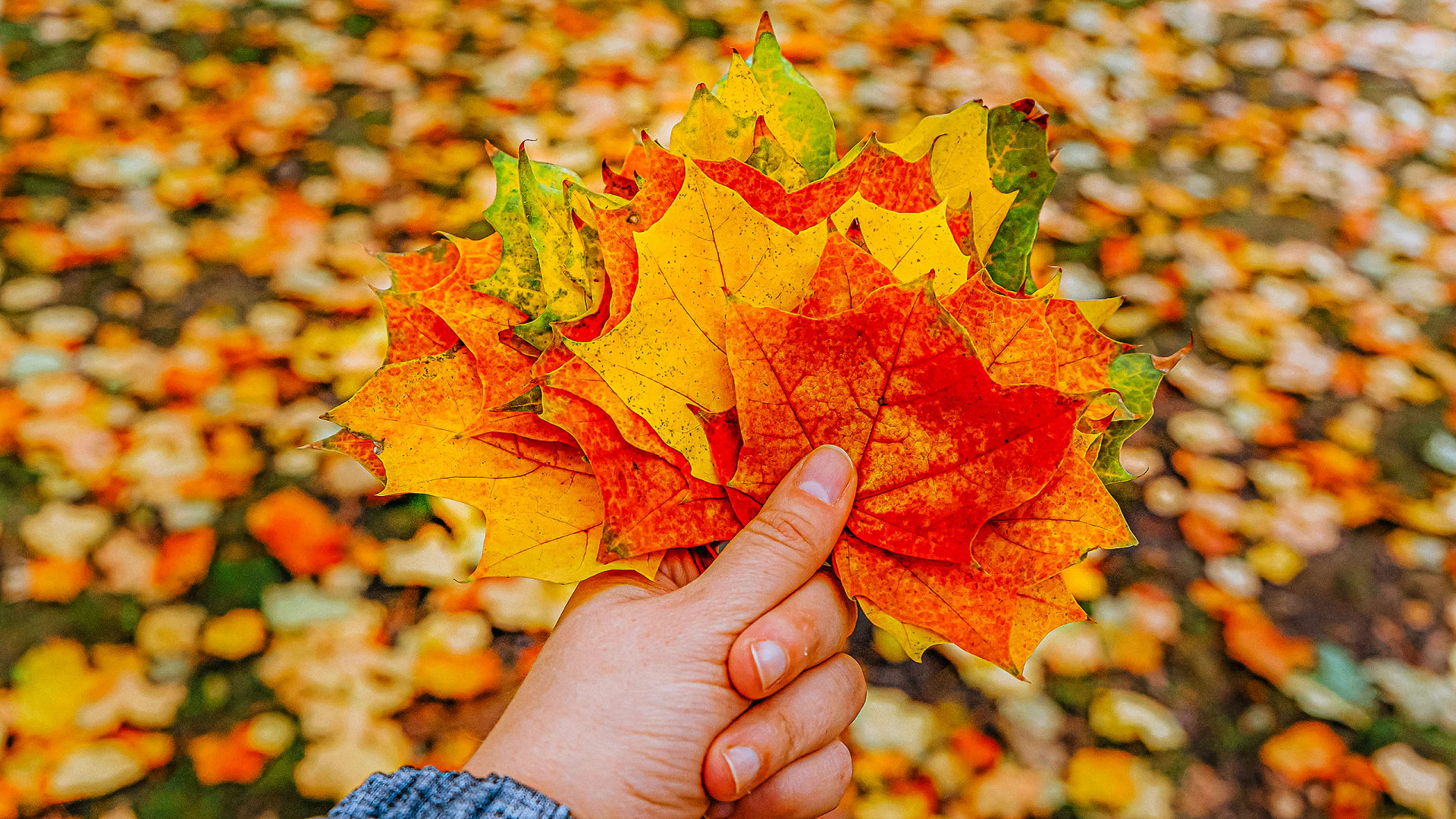 2025 fall foliage map Best dates for leafpeeping Fast Company