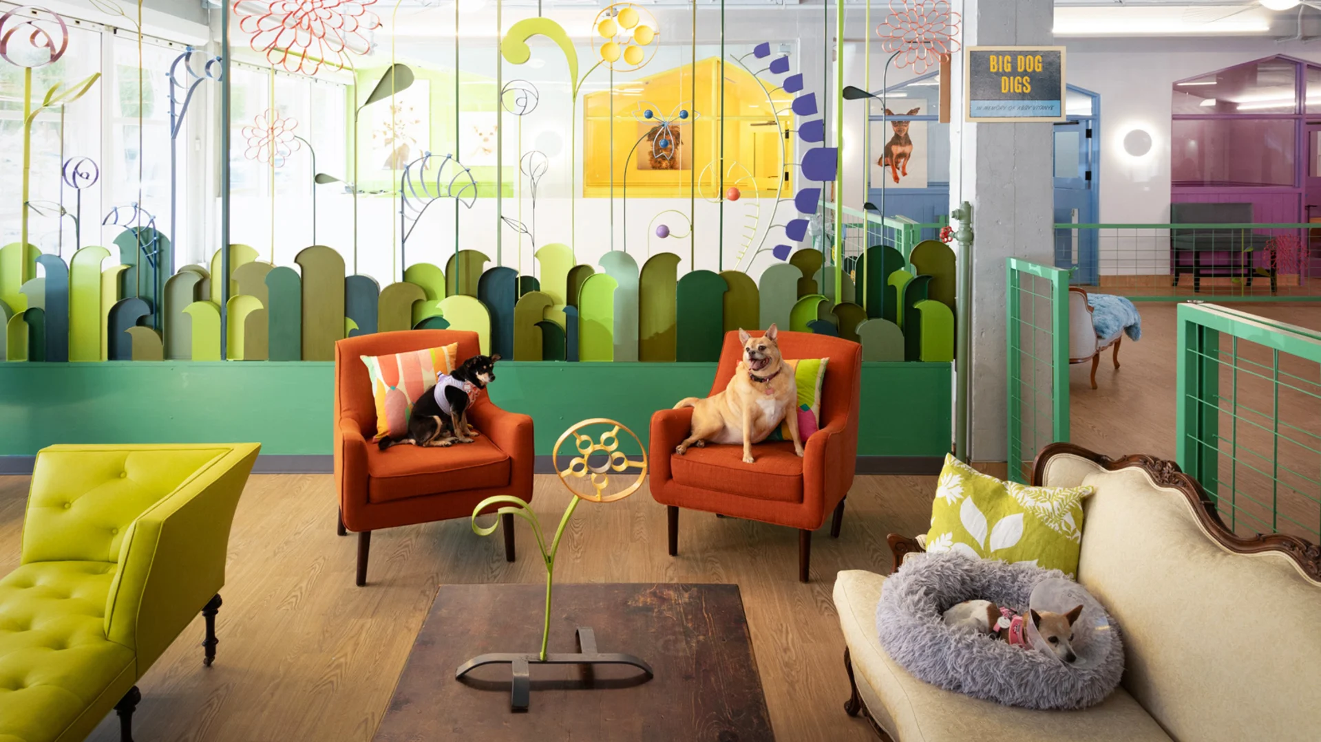 San Francisco's new Muttville dog shelter is a colorful utopia for old ...