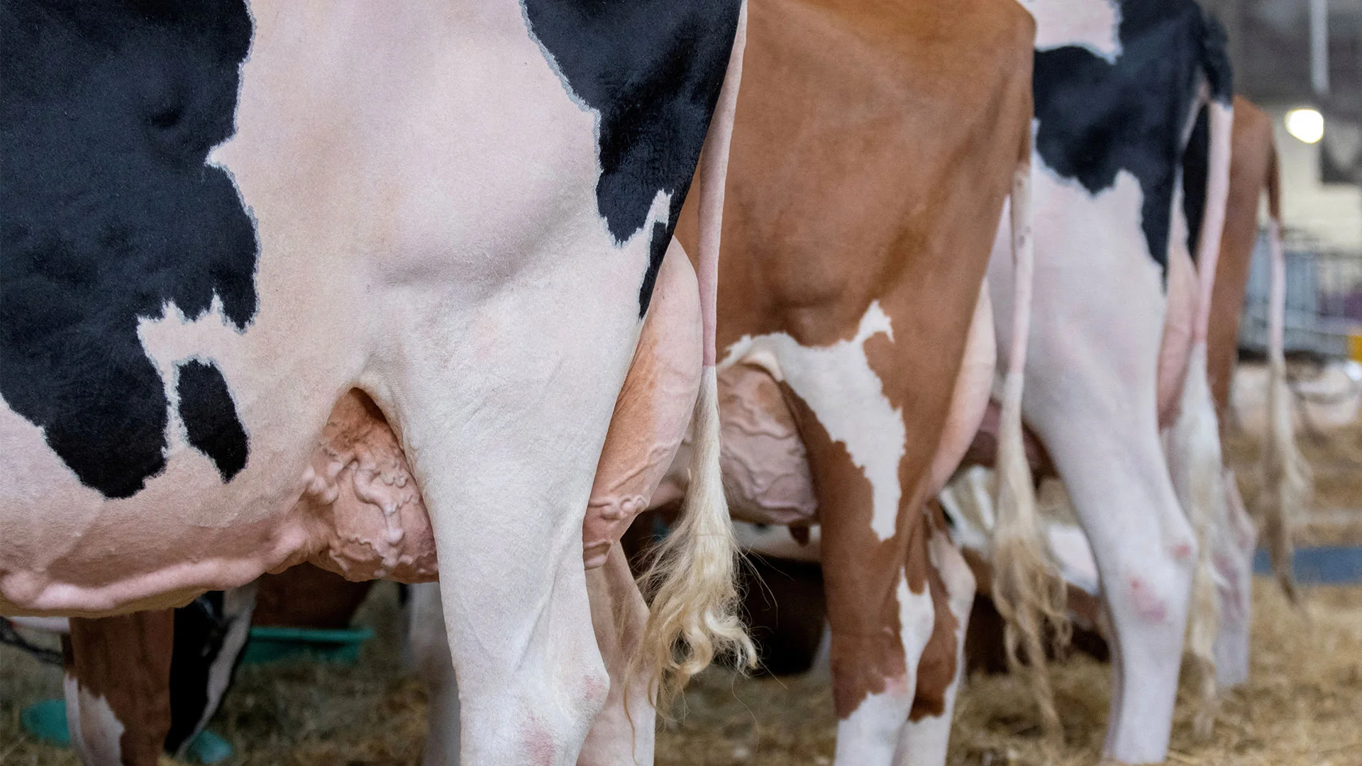 Why did the USDA relax bird flu testing for cows? - Fast Company