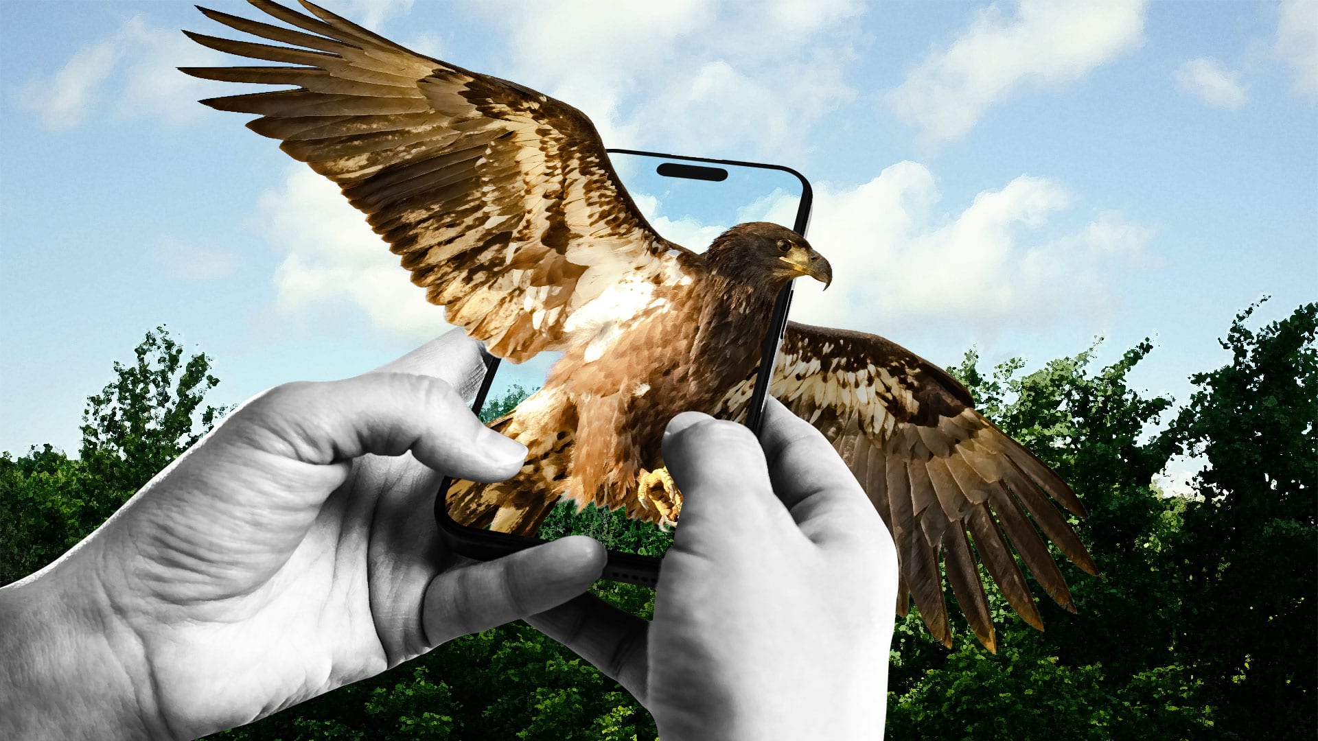 Bald eagle live cam update: Watch Big Bear eaglets leave the nest ...