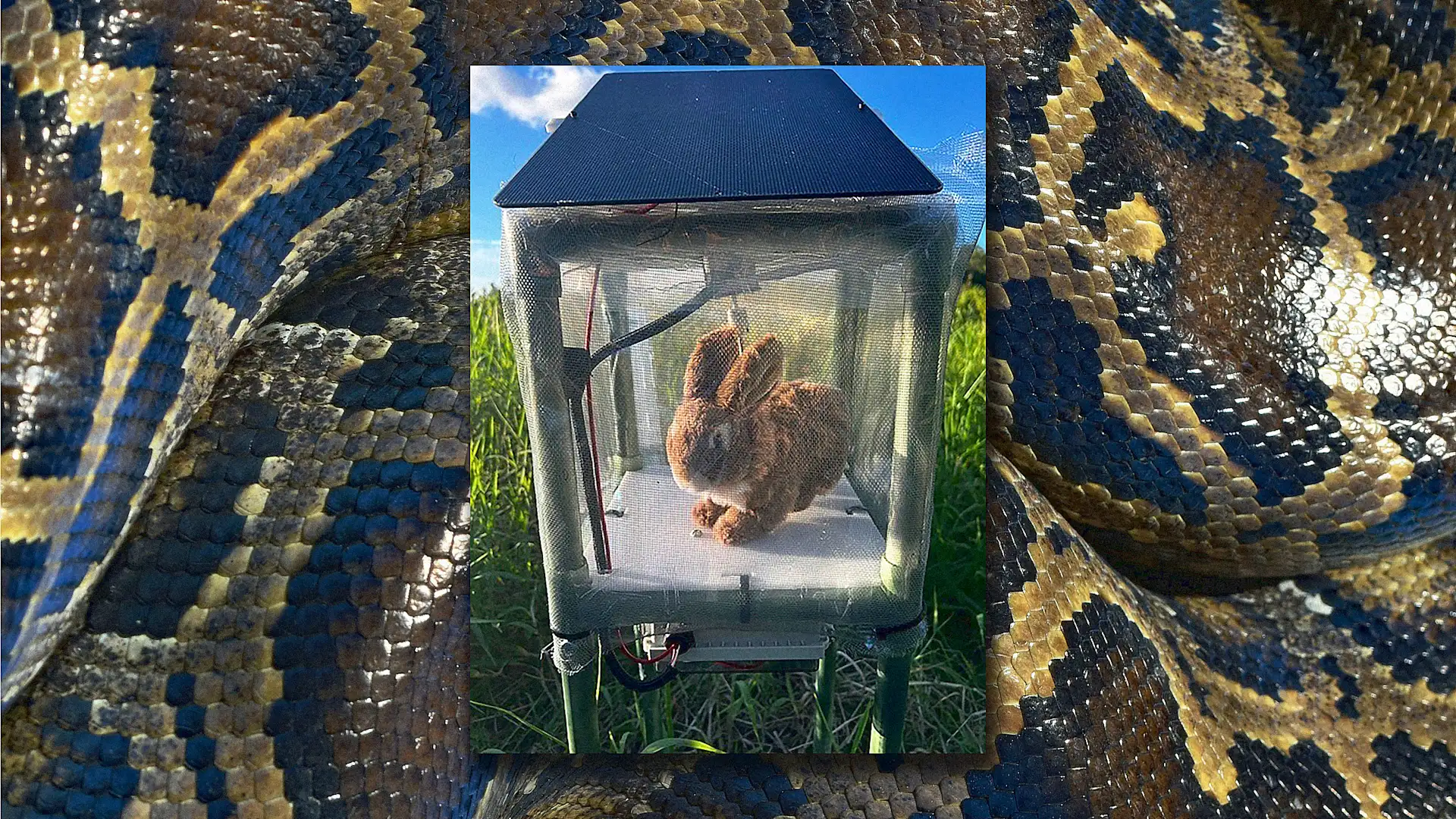 How Florida’s Everglades use rabbit robots to combat pythons - Fast Company