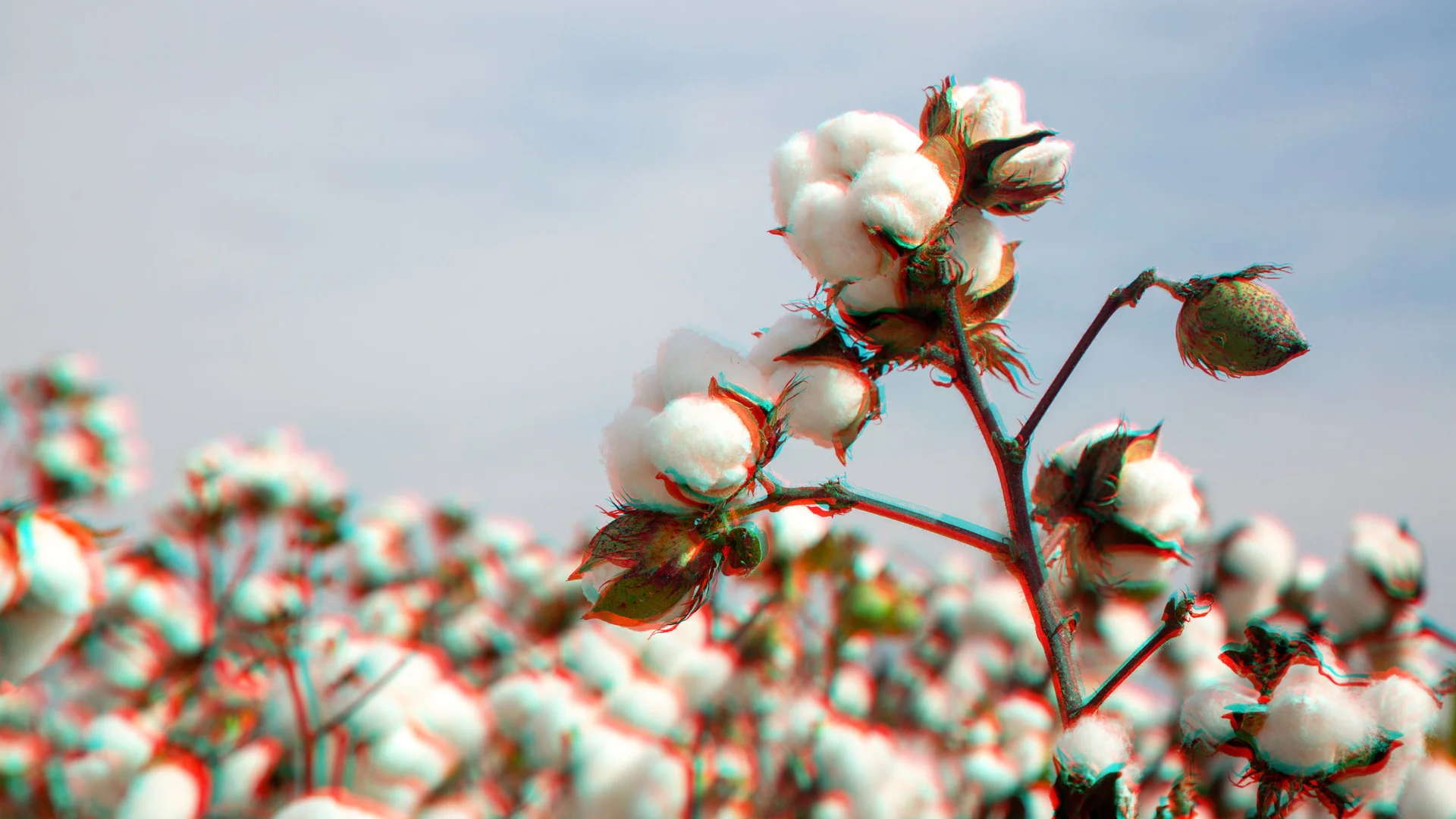 How AI can help detect pests early and reduce pesticide use in cotton ...
