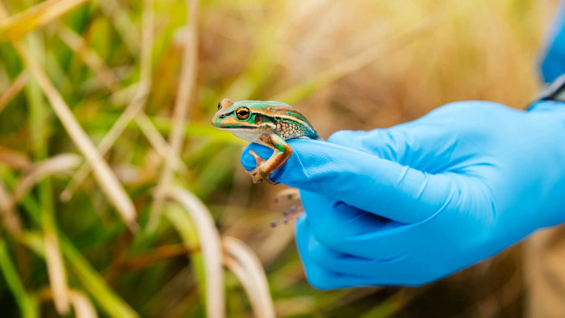 These saunas and spas for frogs could bring a species back from the brink of extinction