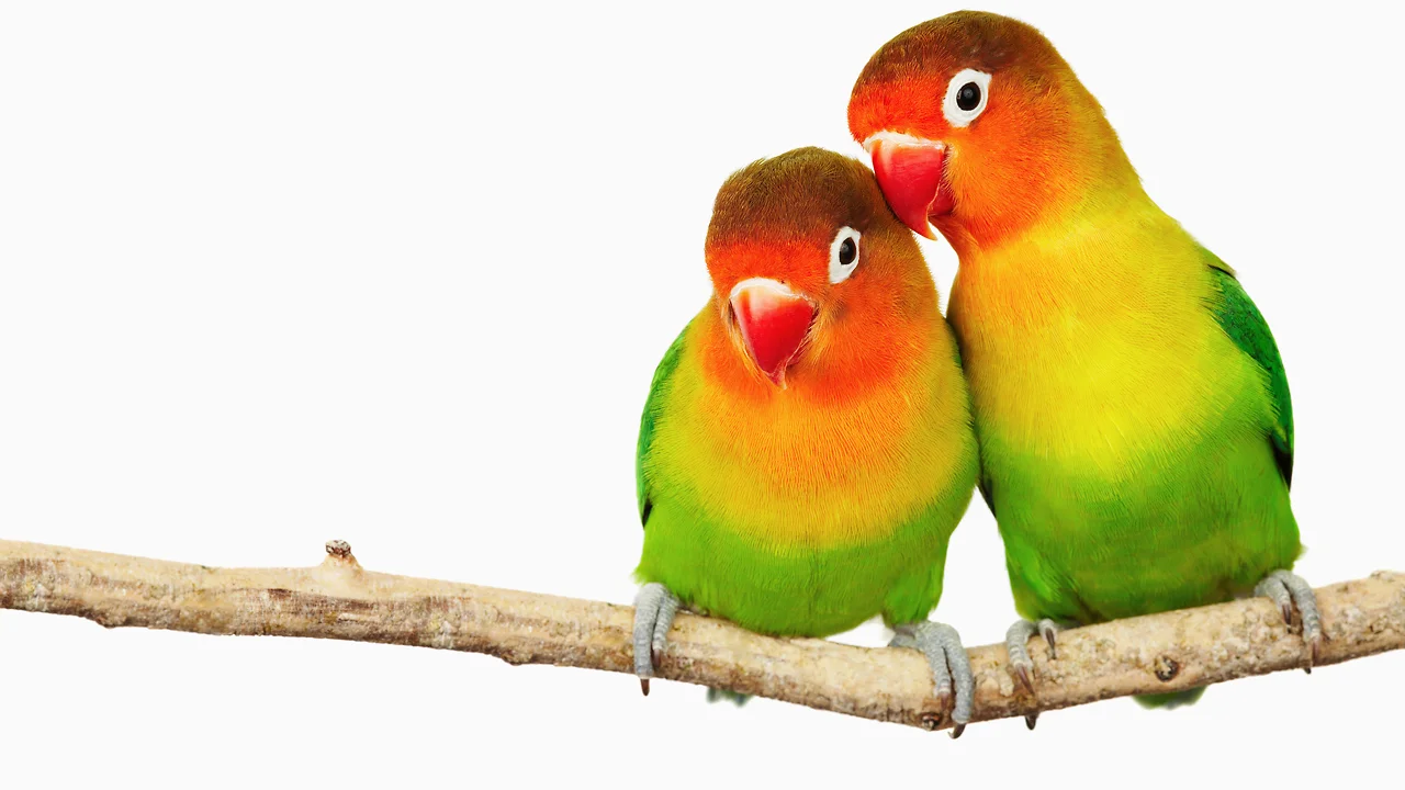 Pair: A Social Networking App Just For Couples - Fast Company