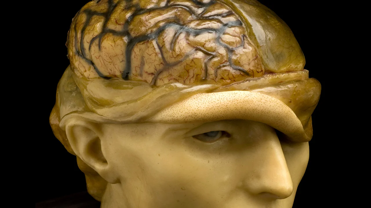 Antique Tools For Brain Surgery Are The Stuff Of Nightmares - Fast Company
