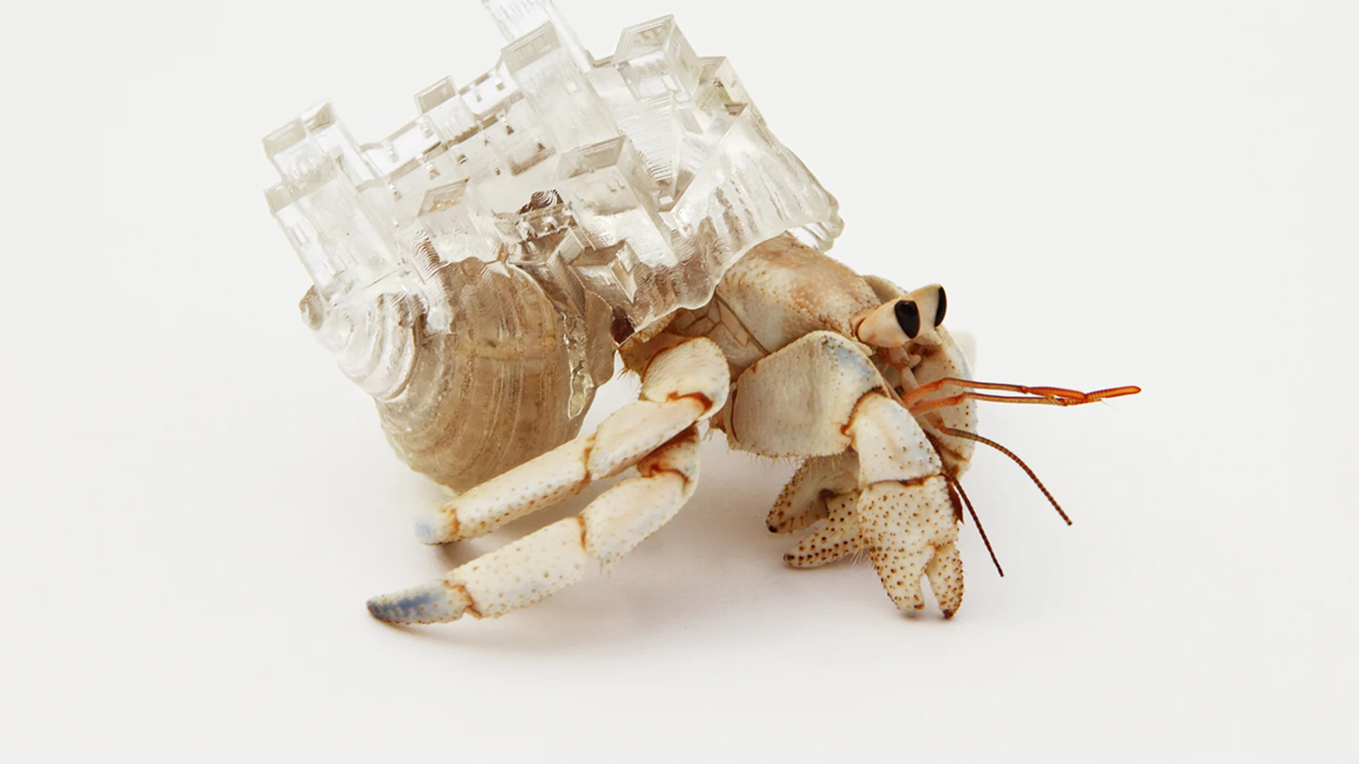 Hermit Crab House Hermit Crabs | Weird N' Wild Creatures Wiki | Fandom