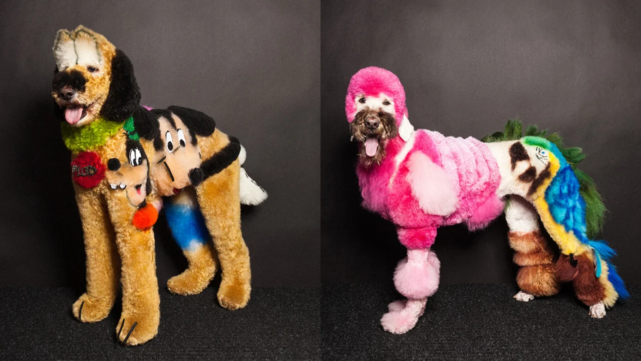funny dog photo competition