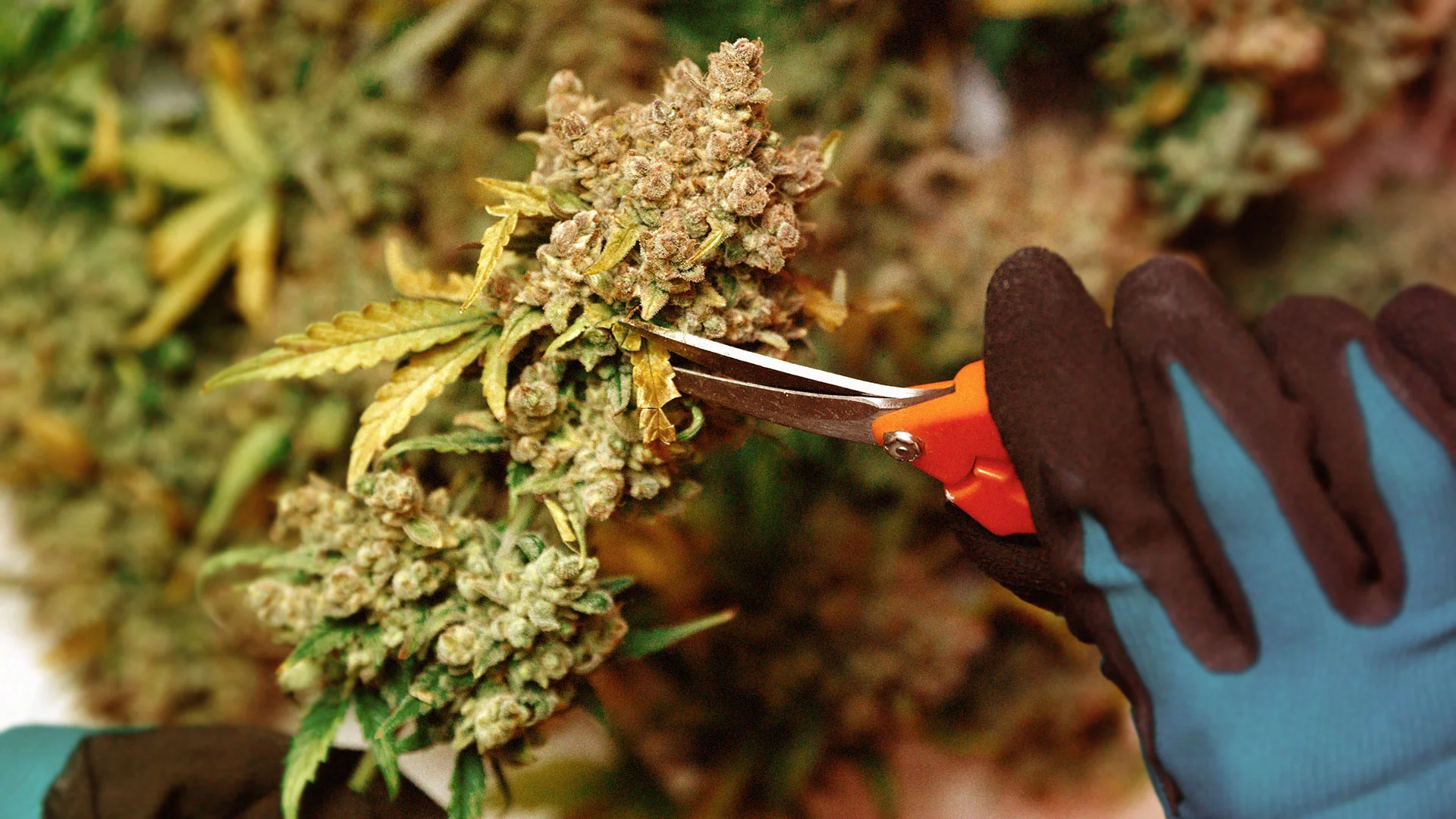 Importance of trimming and storing cannabis properly