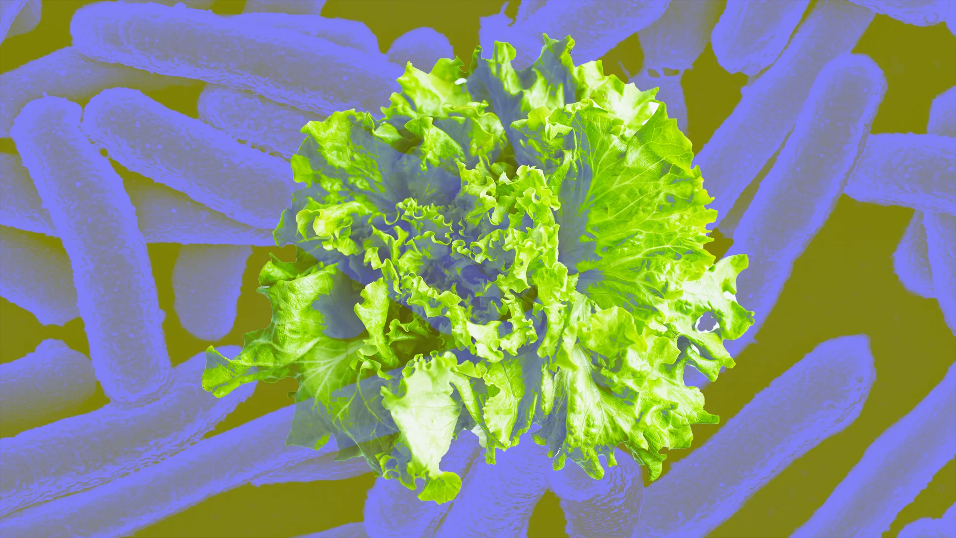 CDC: Don't eat romaine lettuce and take action if you have E. coli ...