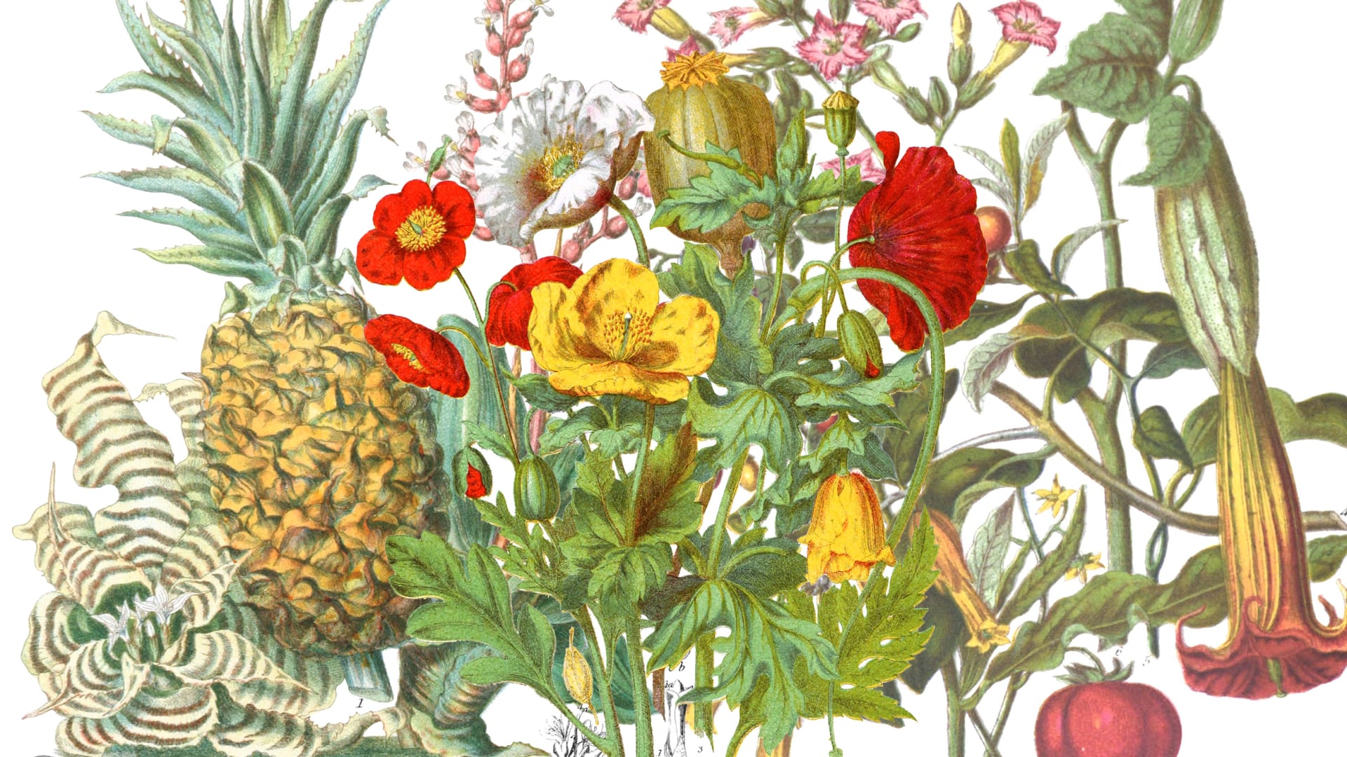 See the rare drawings of a 19th-century female botanist