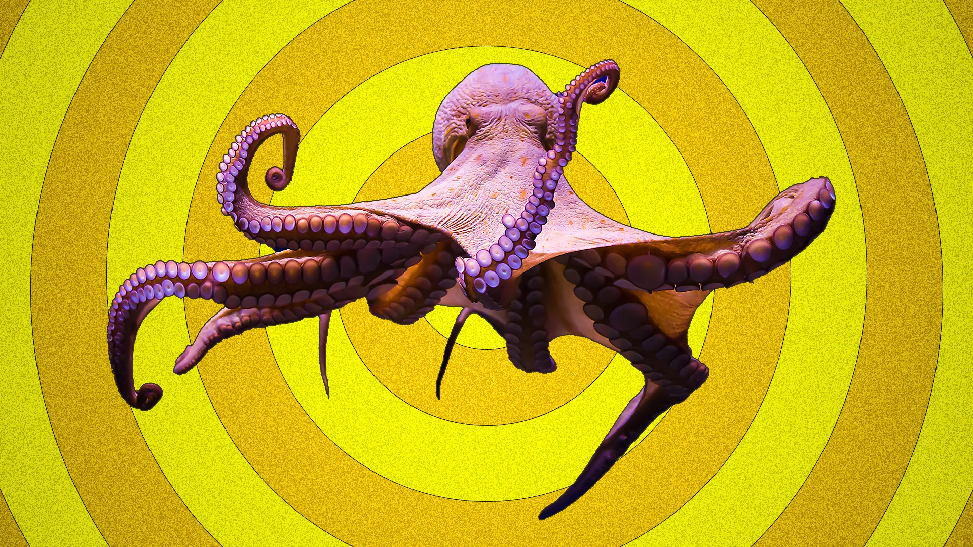 Sentinel Octopus Animal Welfare - Fast Company
